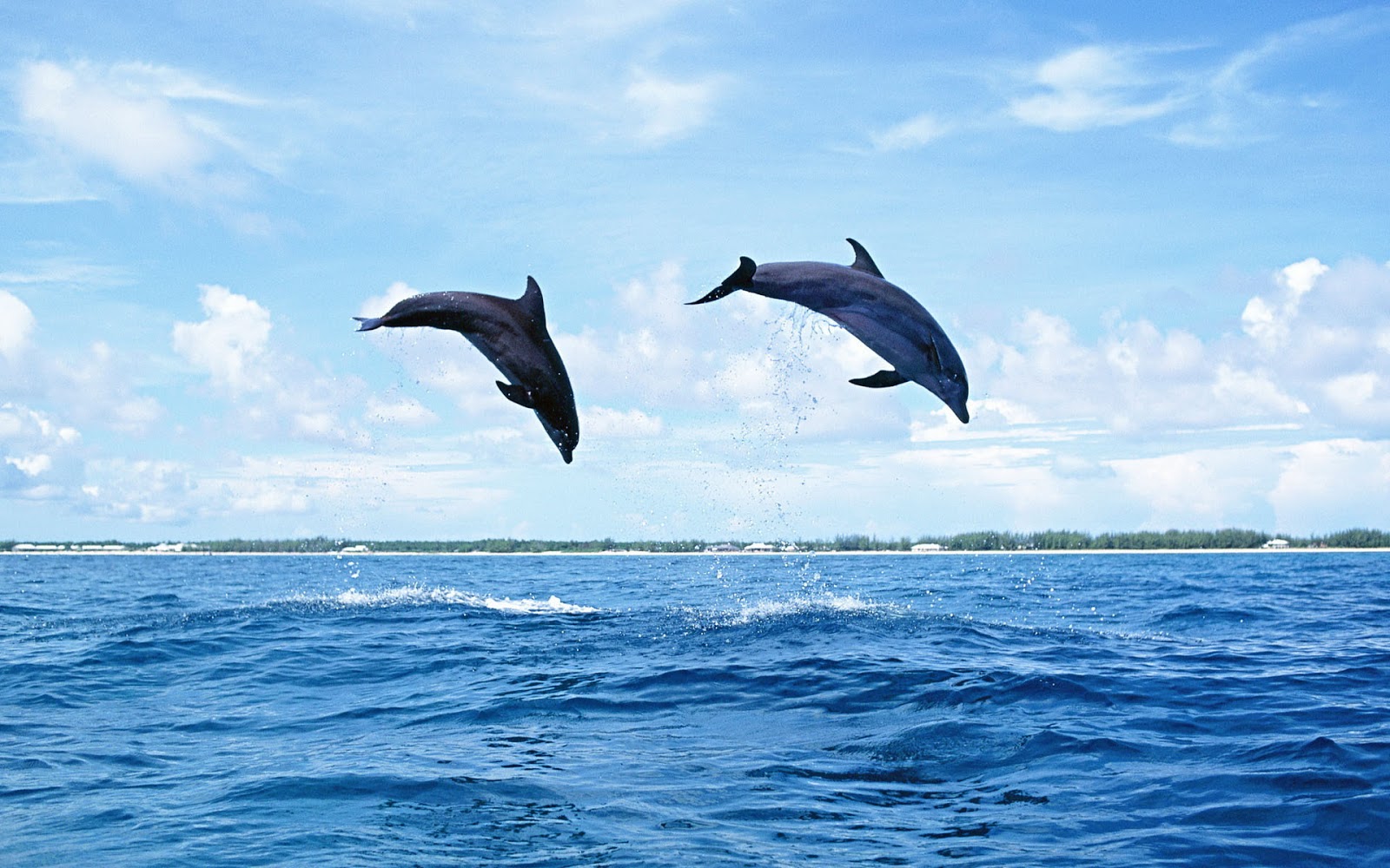 Jumping Dolphin Wallpapers