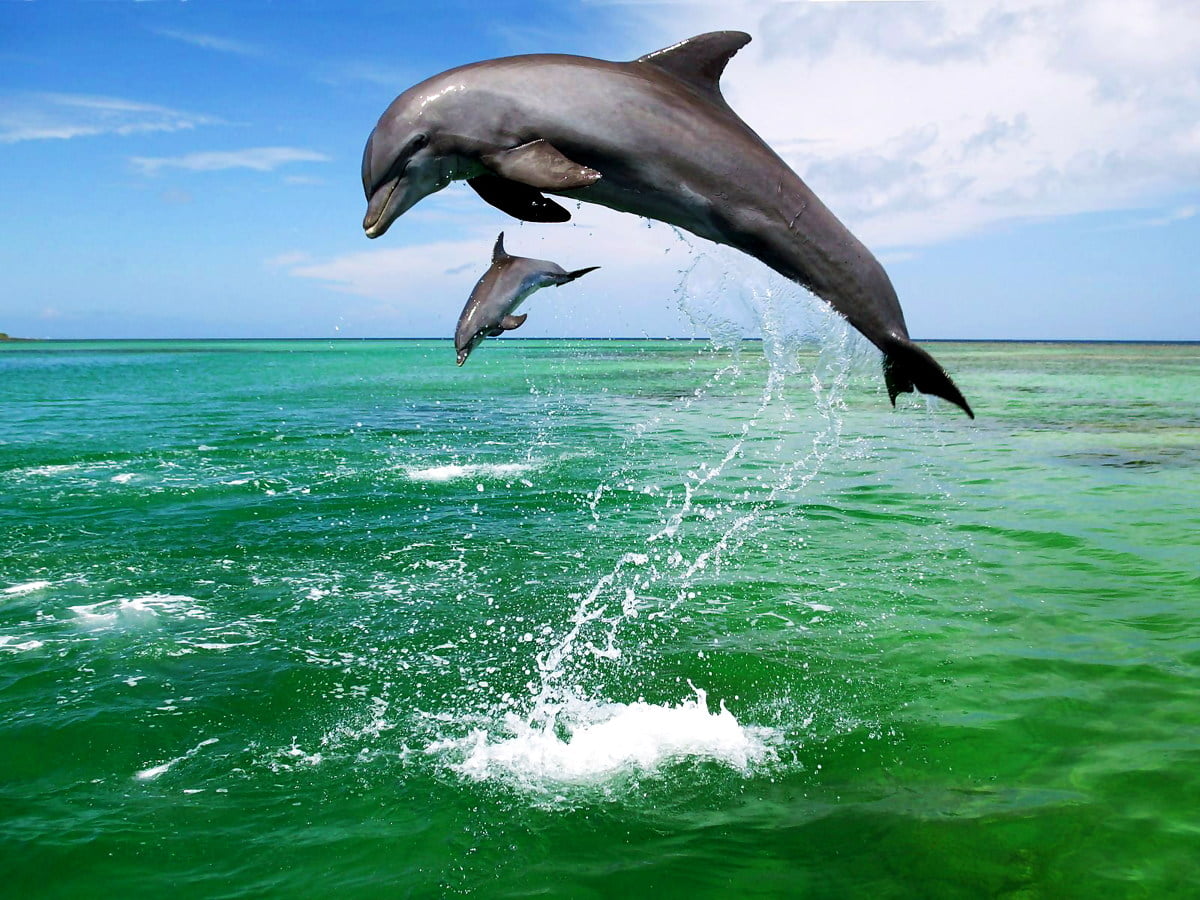 Jumping Dolphin Wallpapers