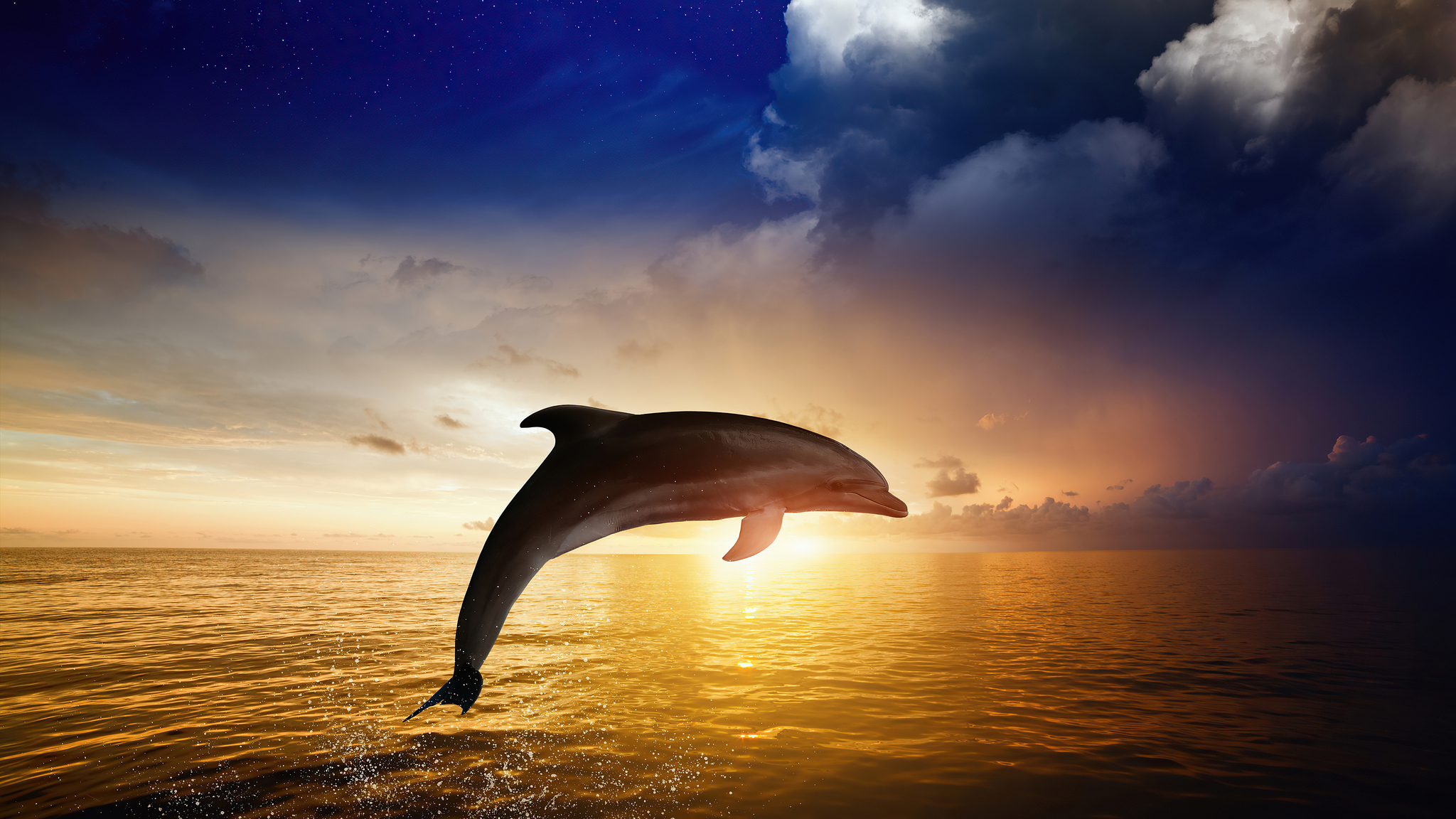 Jumping Dolphin Wallpapers