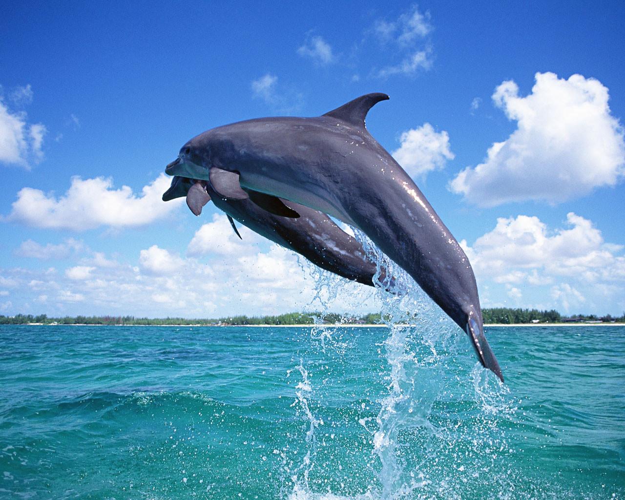 Jumping Dolphin Wallpapers