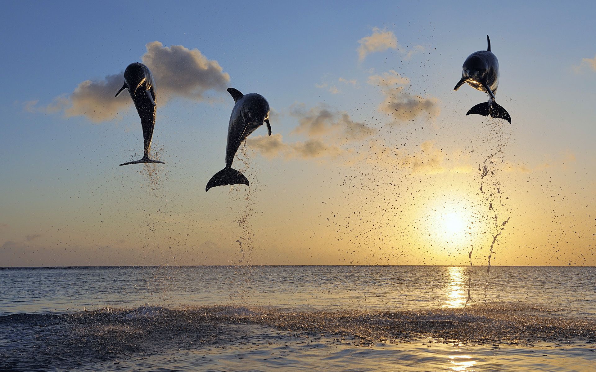 Jumping Dolphin Wallpapers