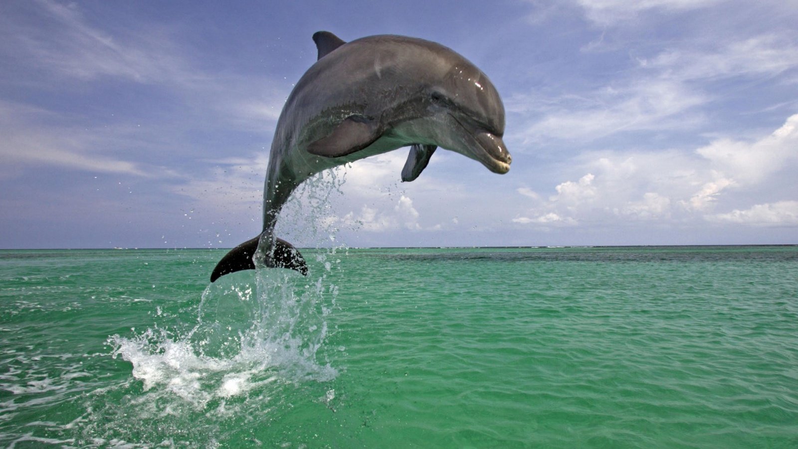 Jumping Dolphin Wallpapers