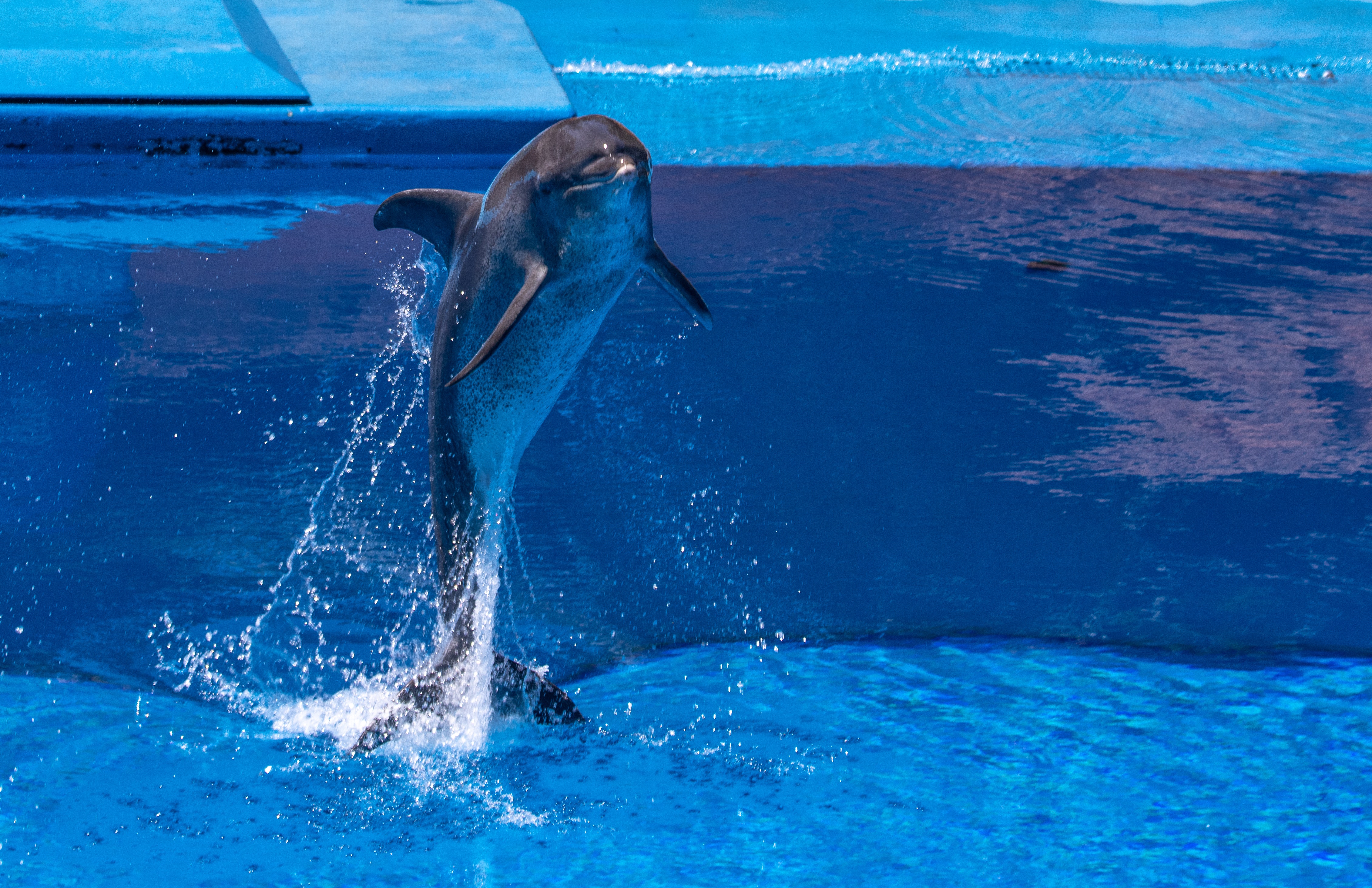 Jumping Dolphin Wallpapers