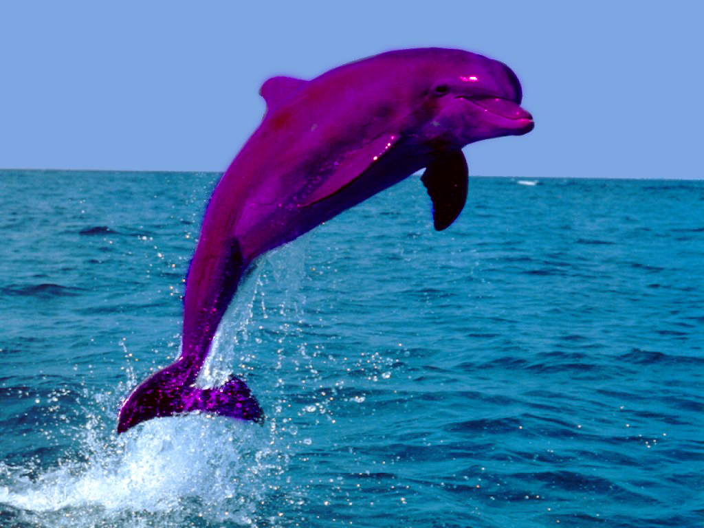 Jumping Dolphin Wallpapers