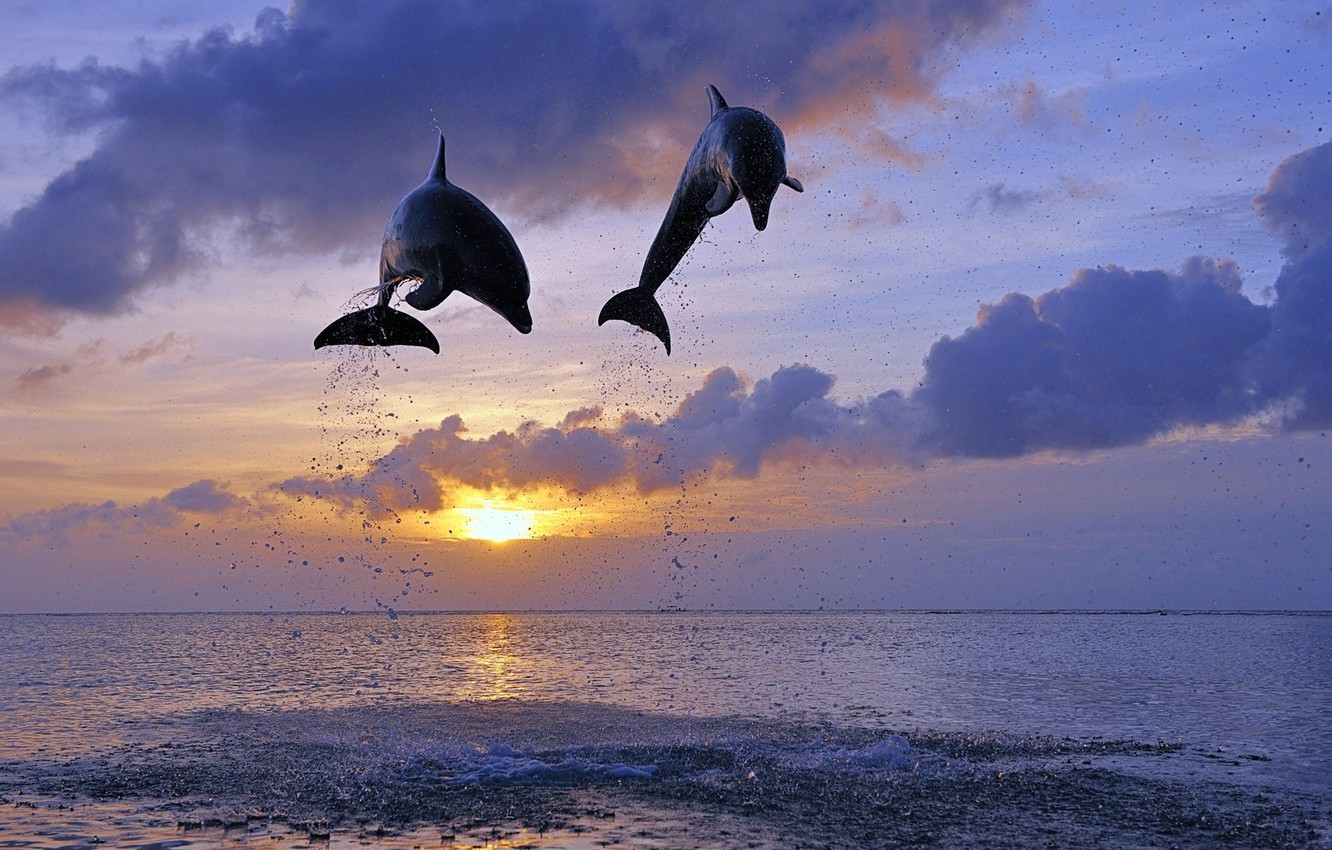 Jumping Dolphin Wallpapers