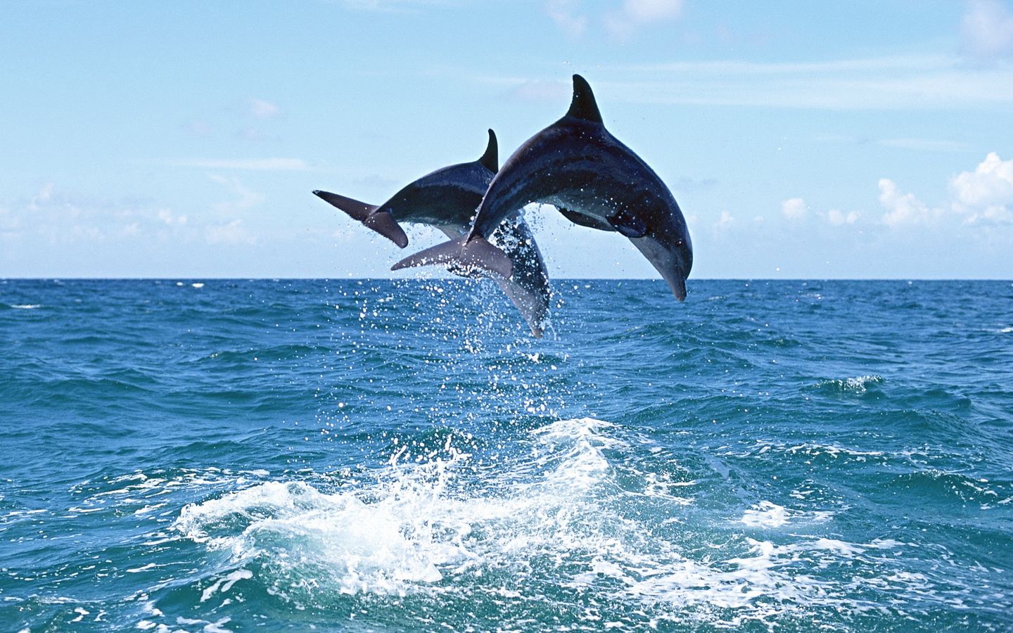 Jumping Dolphin Wallpapers