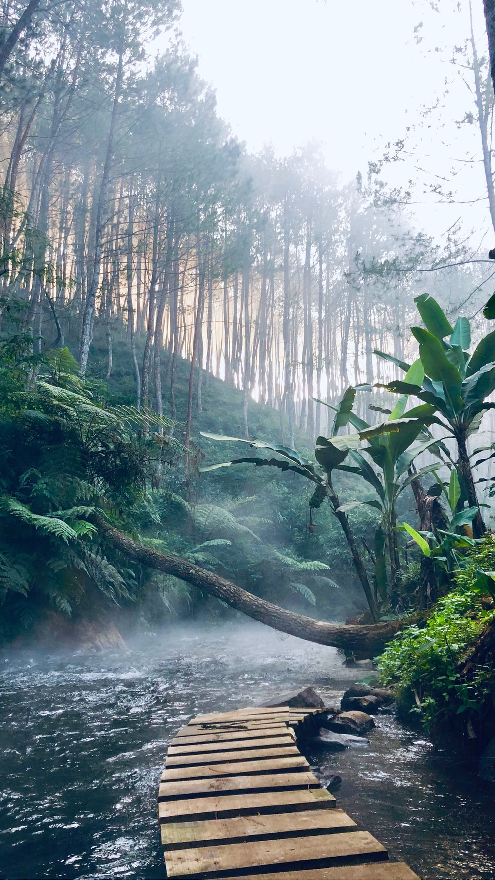 Jungle Landscape Wallpapers