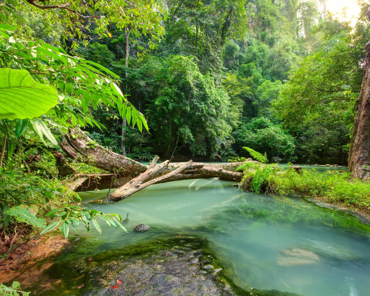 Jungle Landscape Wallpapers