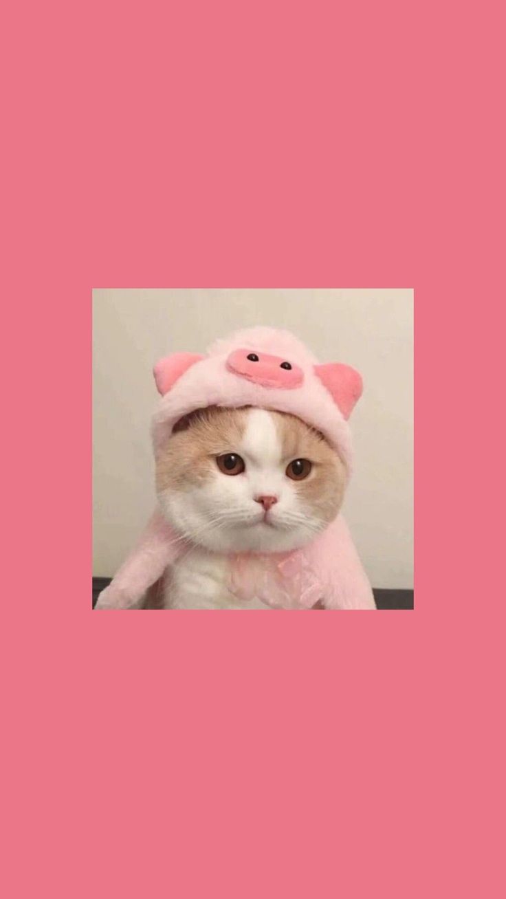 Kawaii Cat Tumblr Wallpapers