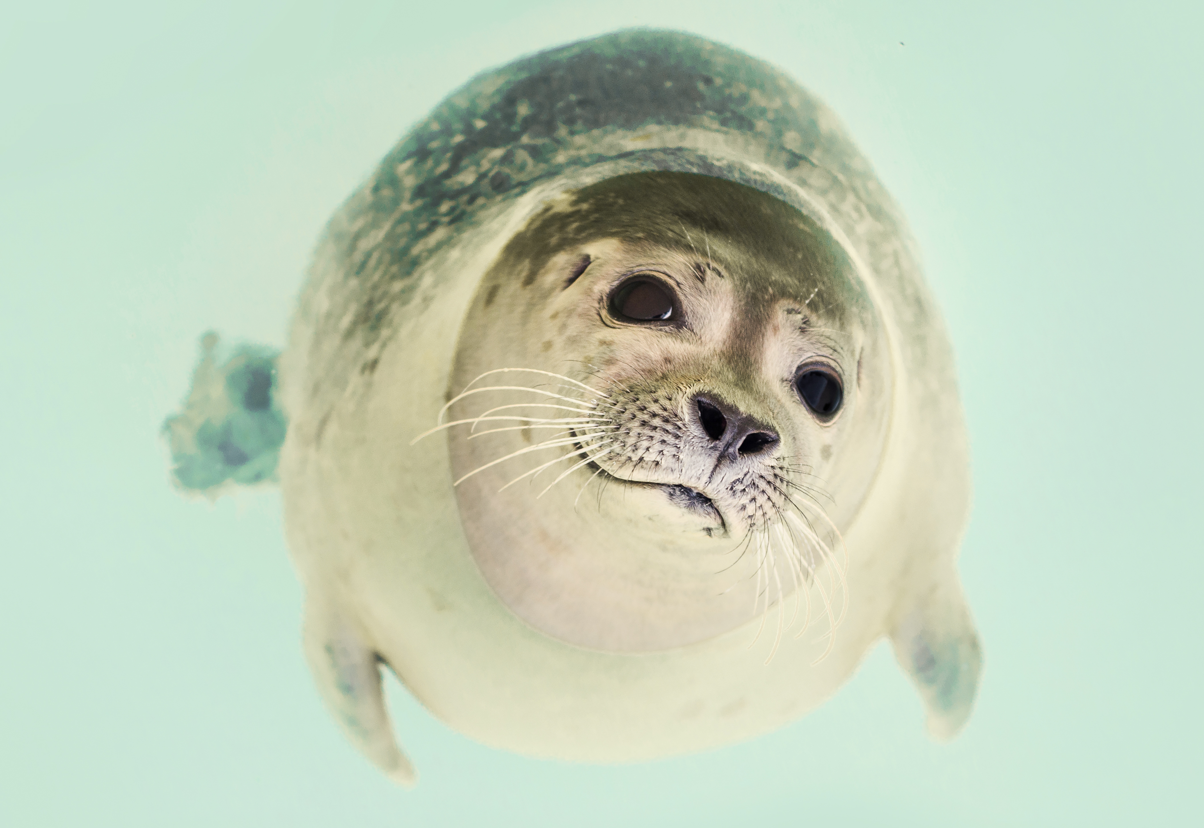 Kawaii Seal Wallpapers