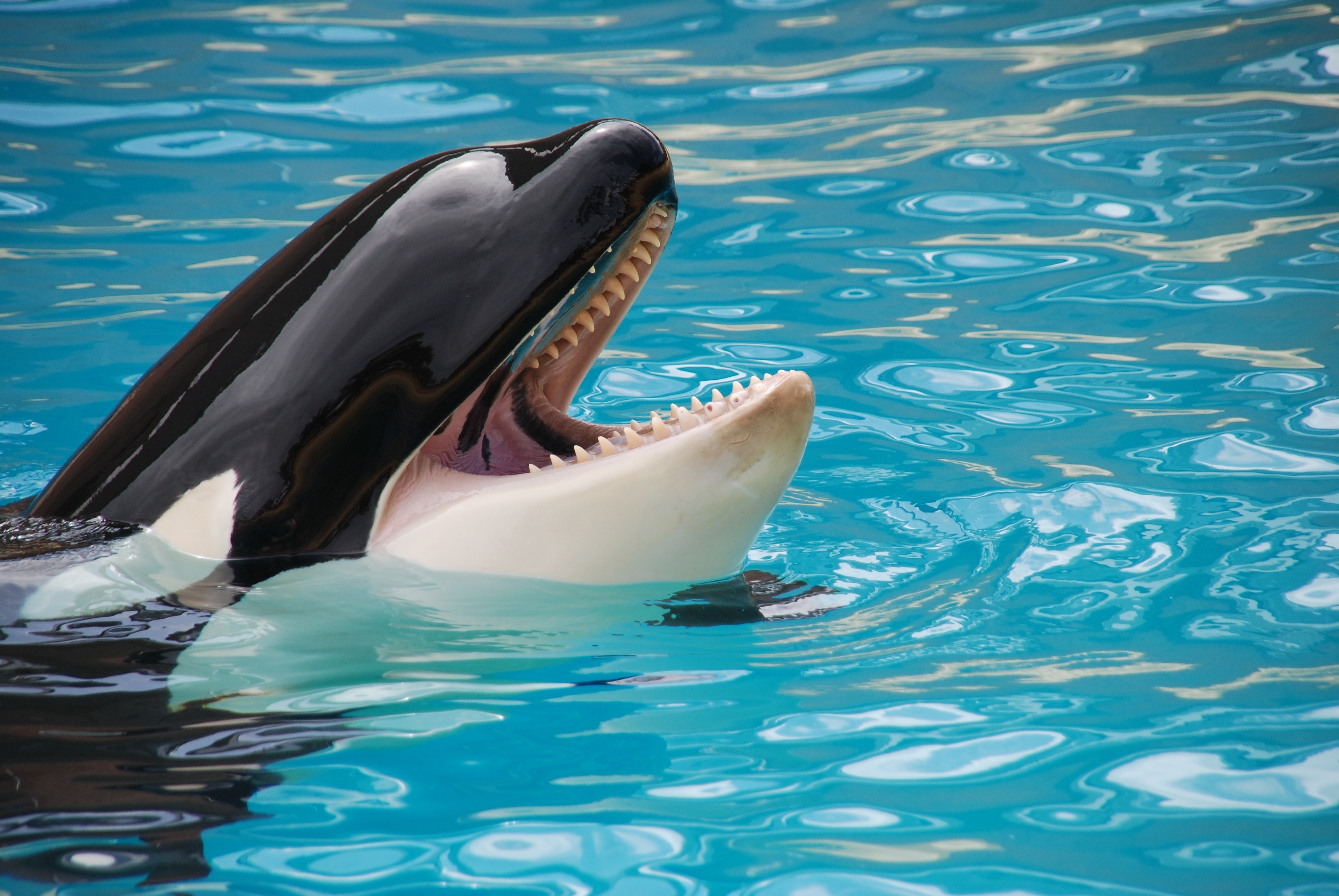 Killer Whale Wallpapers