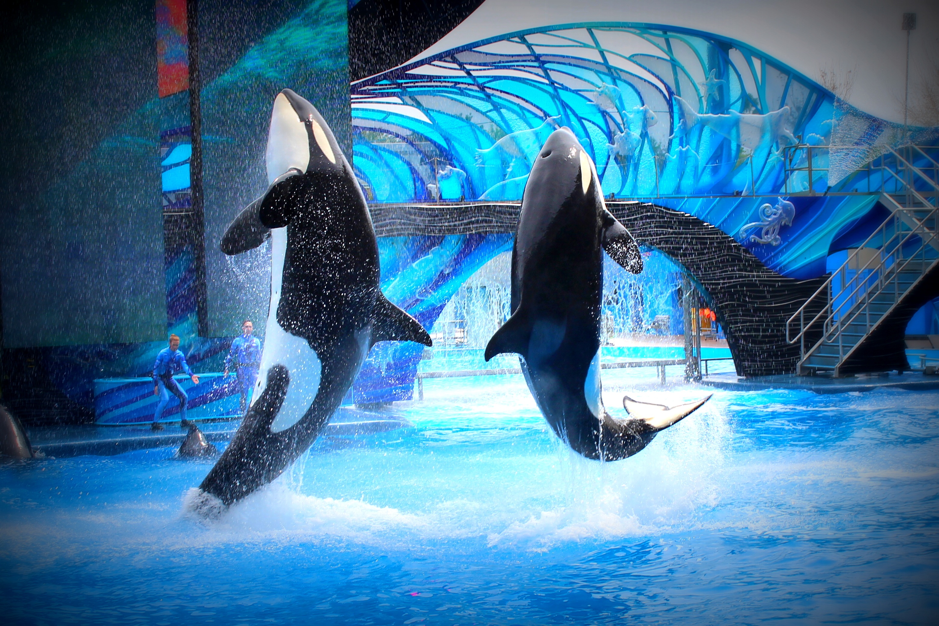 Killer Whale Wallpapers