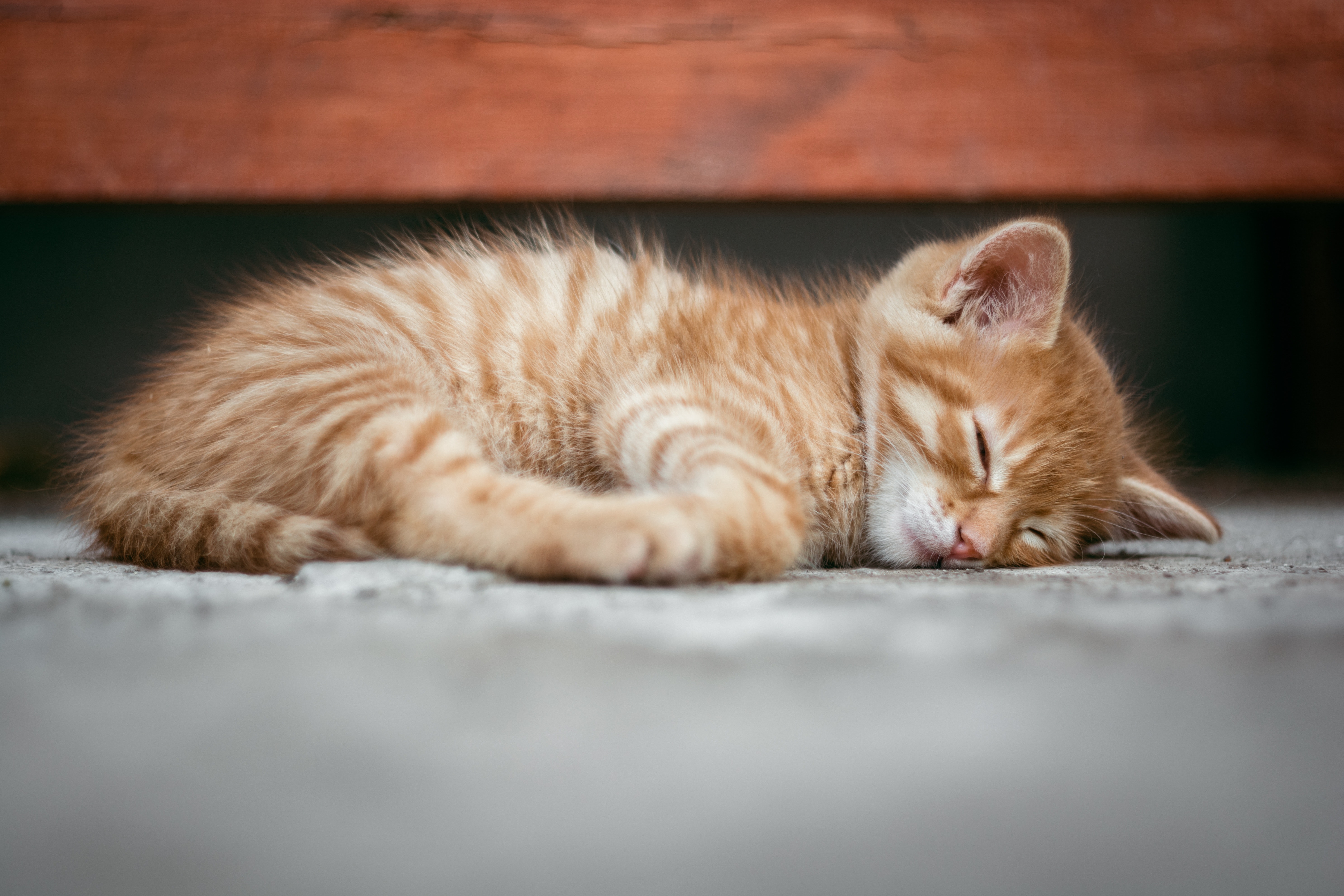 Kitten Wallpapers