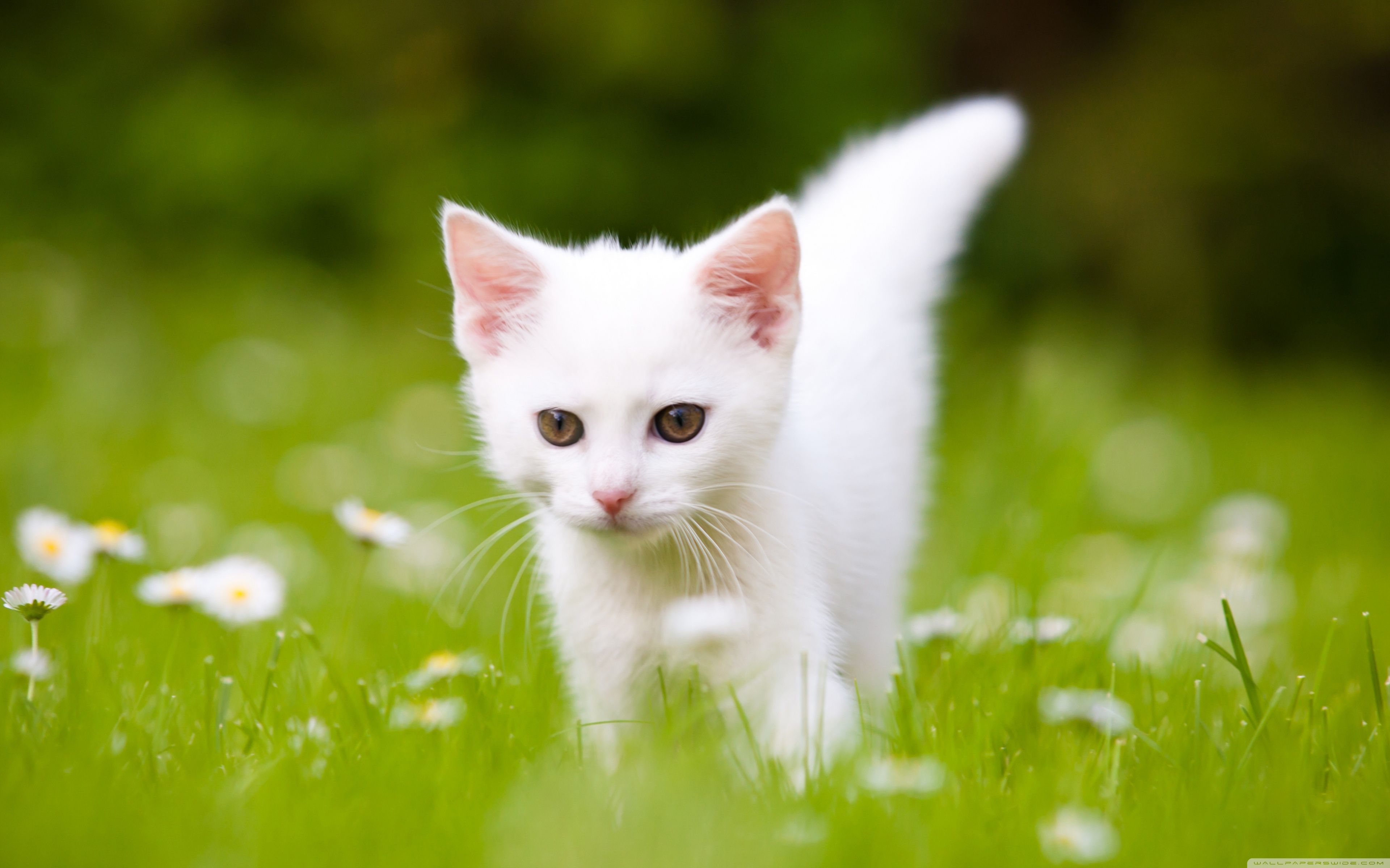 Kitten Wallpapers