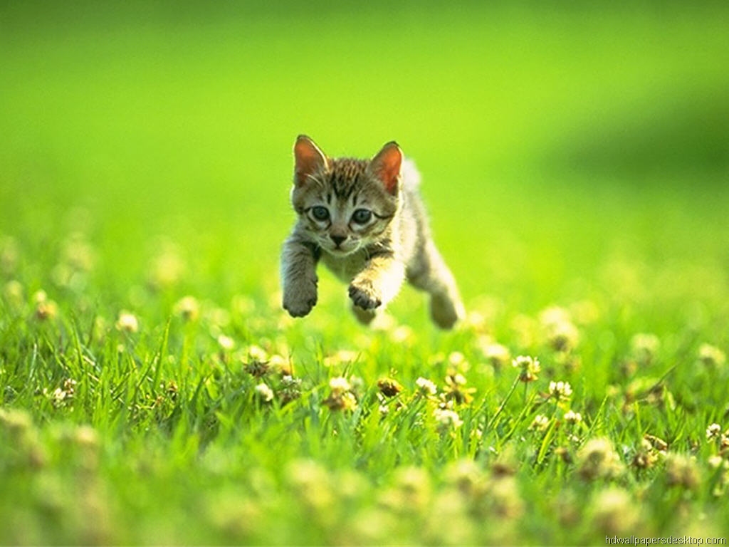 Kitten Wallpapers