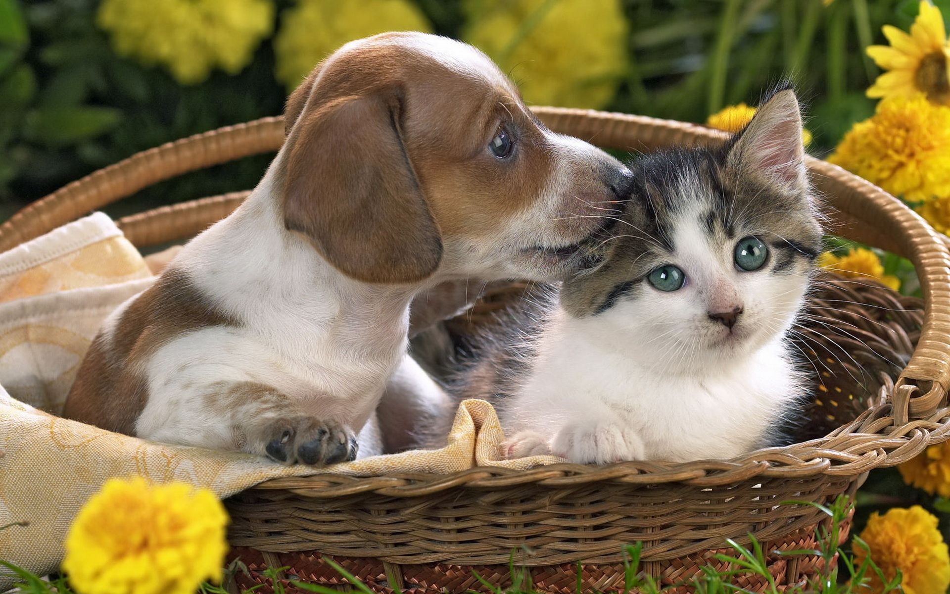 Kittens And Puppies Wallpapers