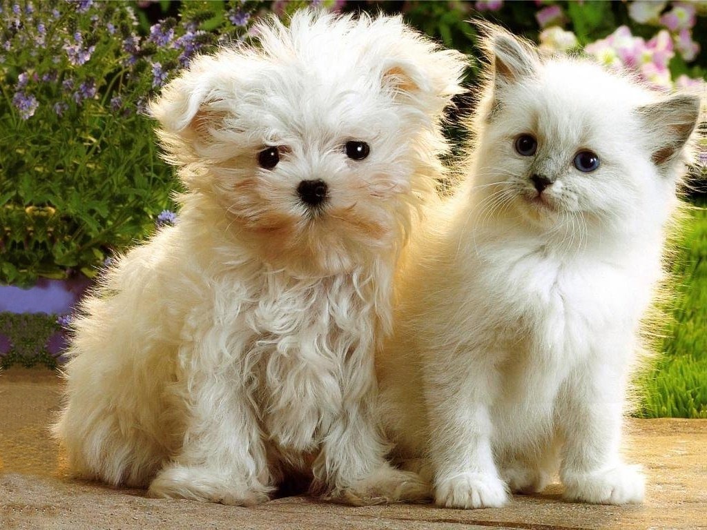 Kittens And Puppies Wallpapers