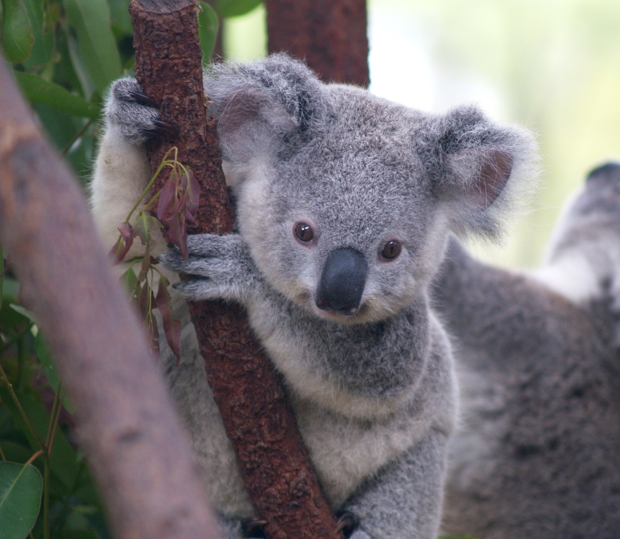 Koala Baby Wallpapers