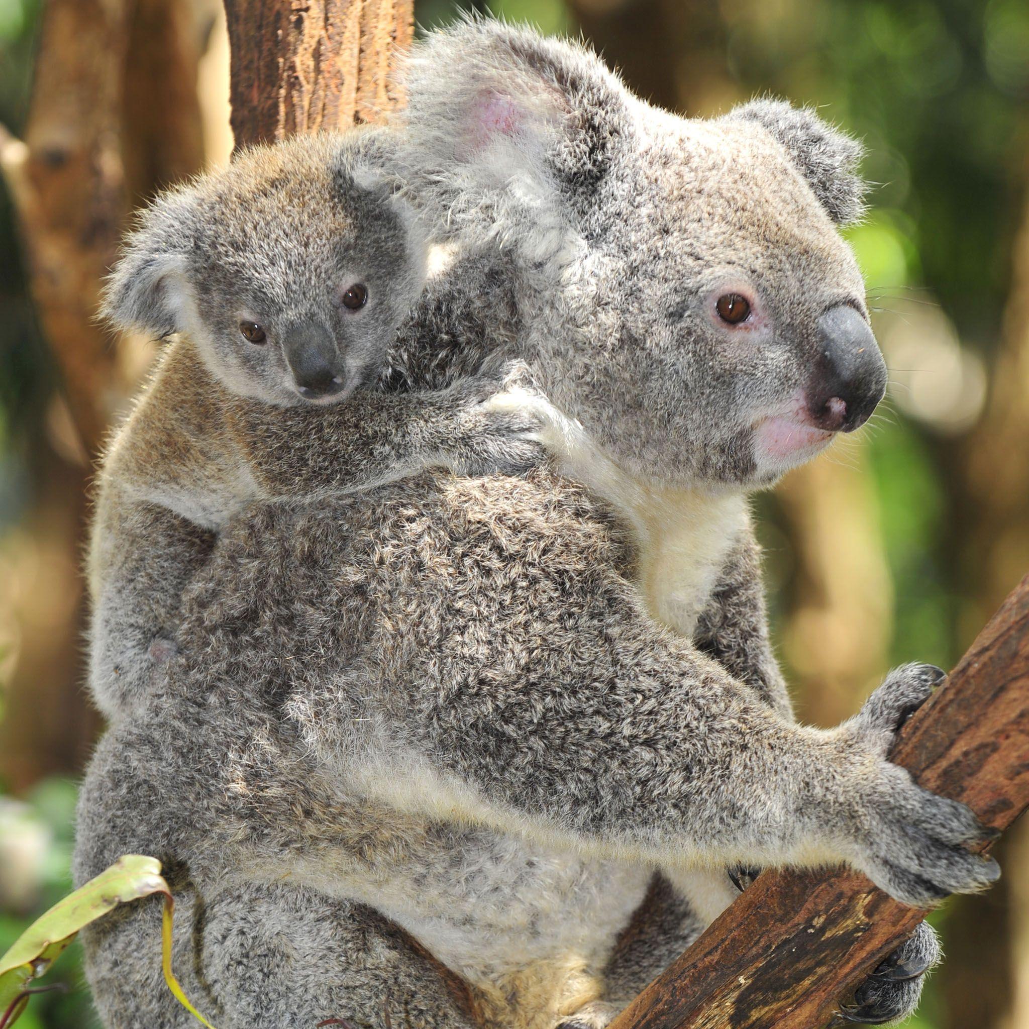 Koala Baby Wallpapers