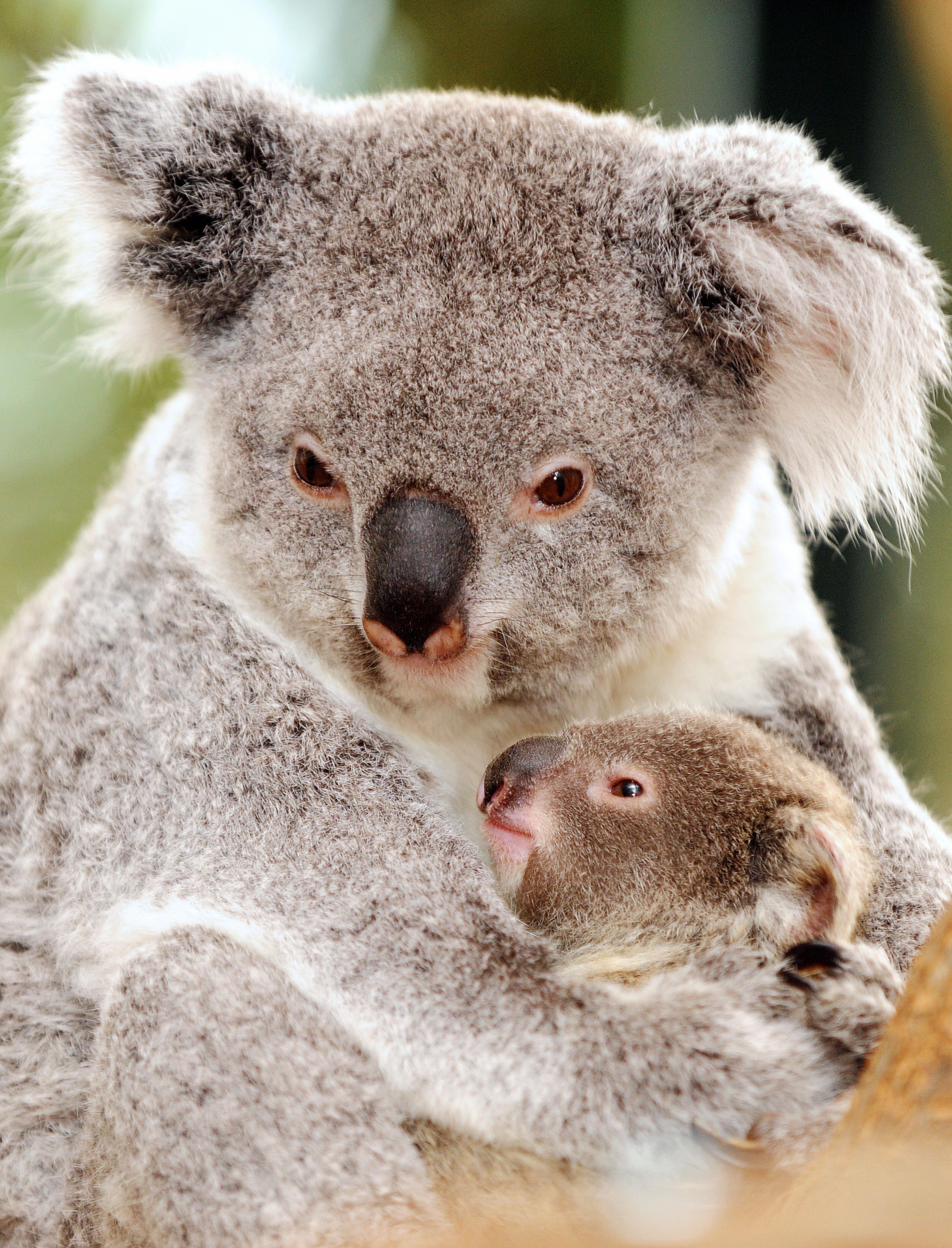 Koala Baby Wallpapers