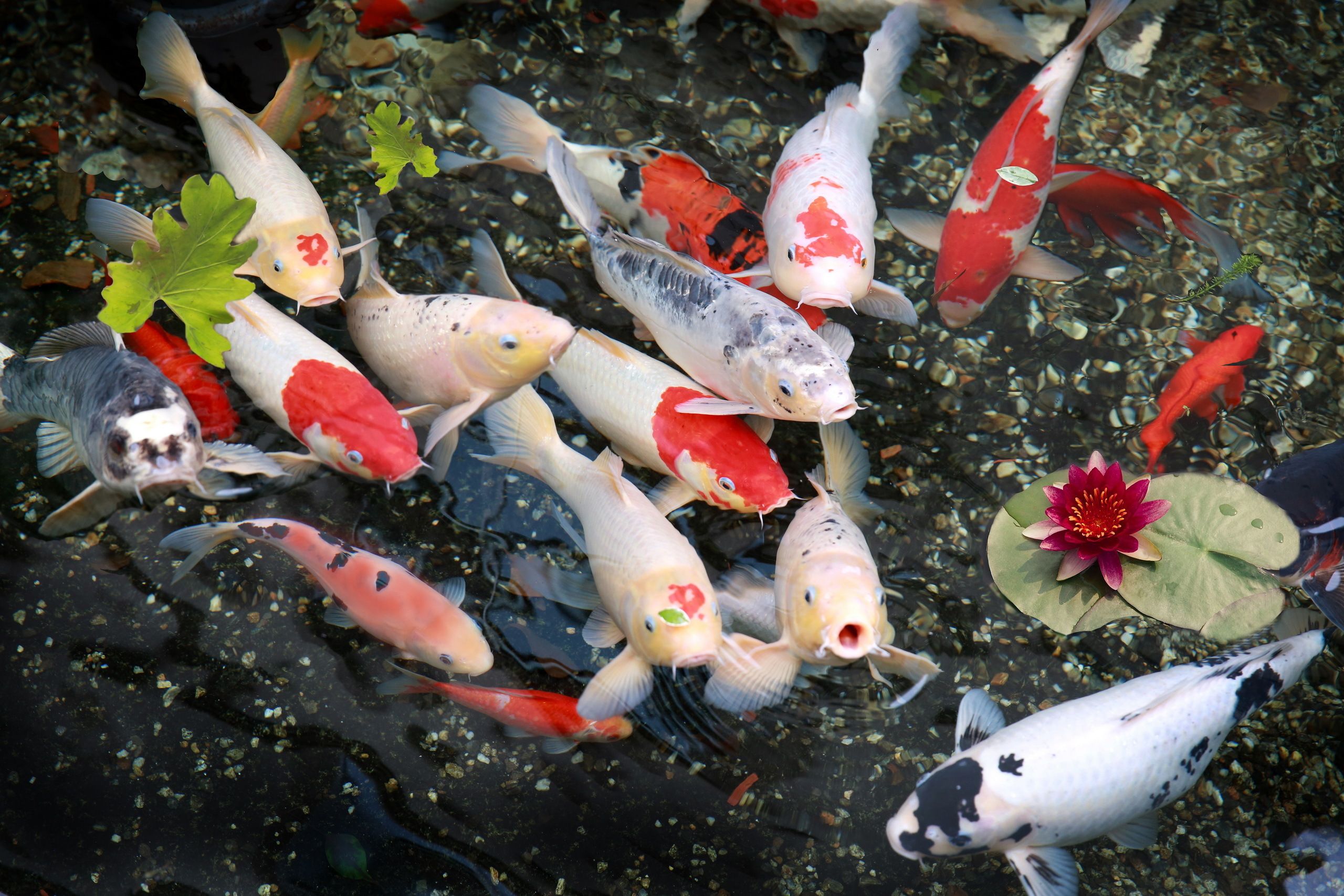 Koi Fish 4K Wallpapers