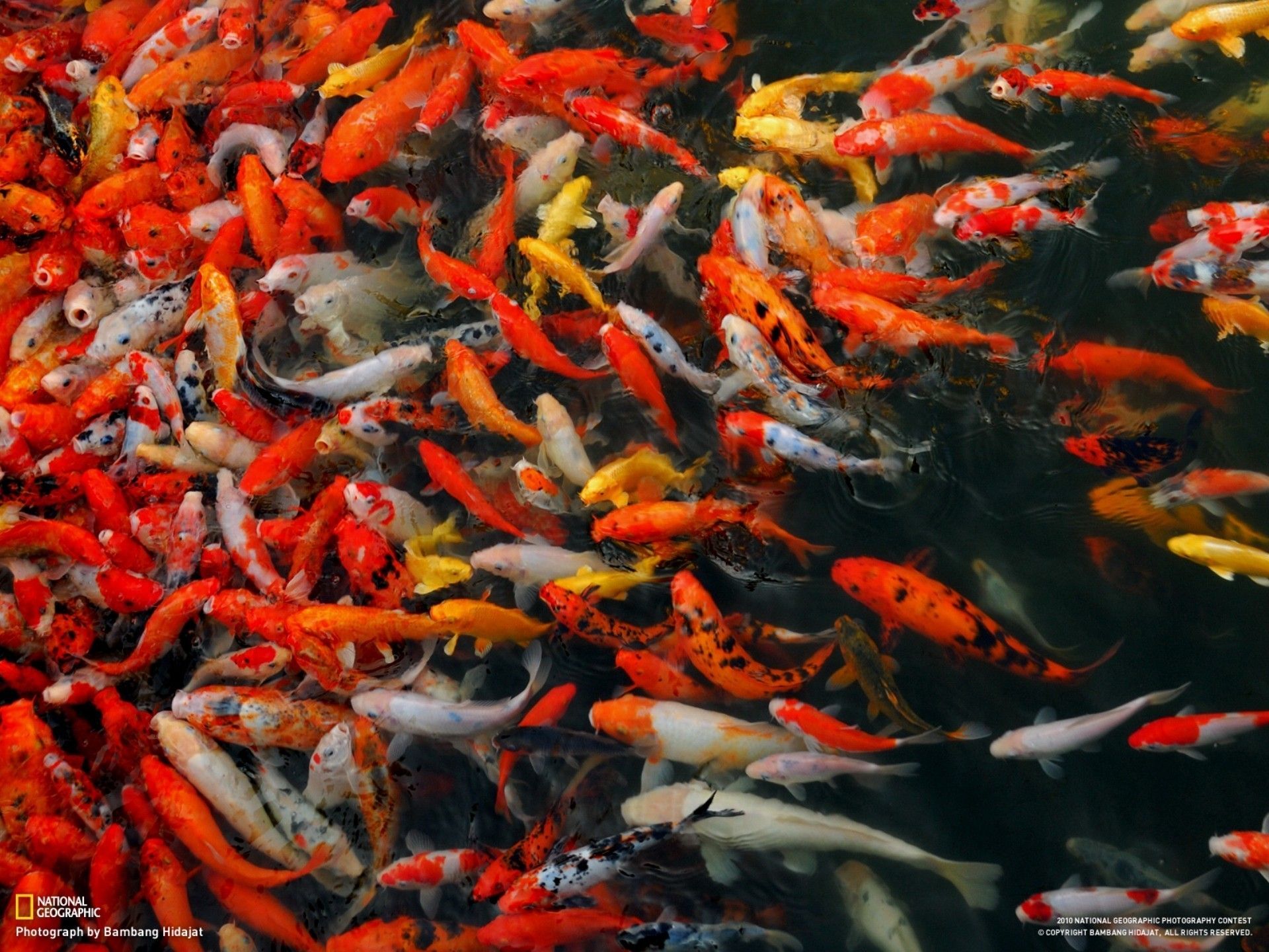 Koi Fish 4K Wallpapers