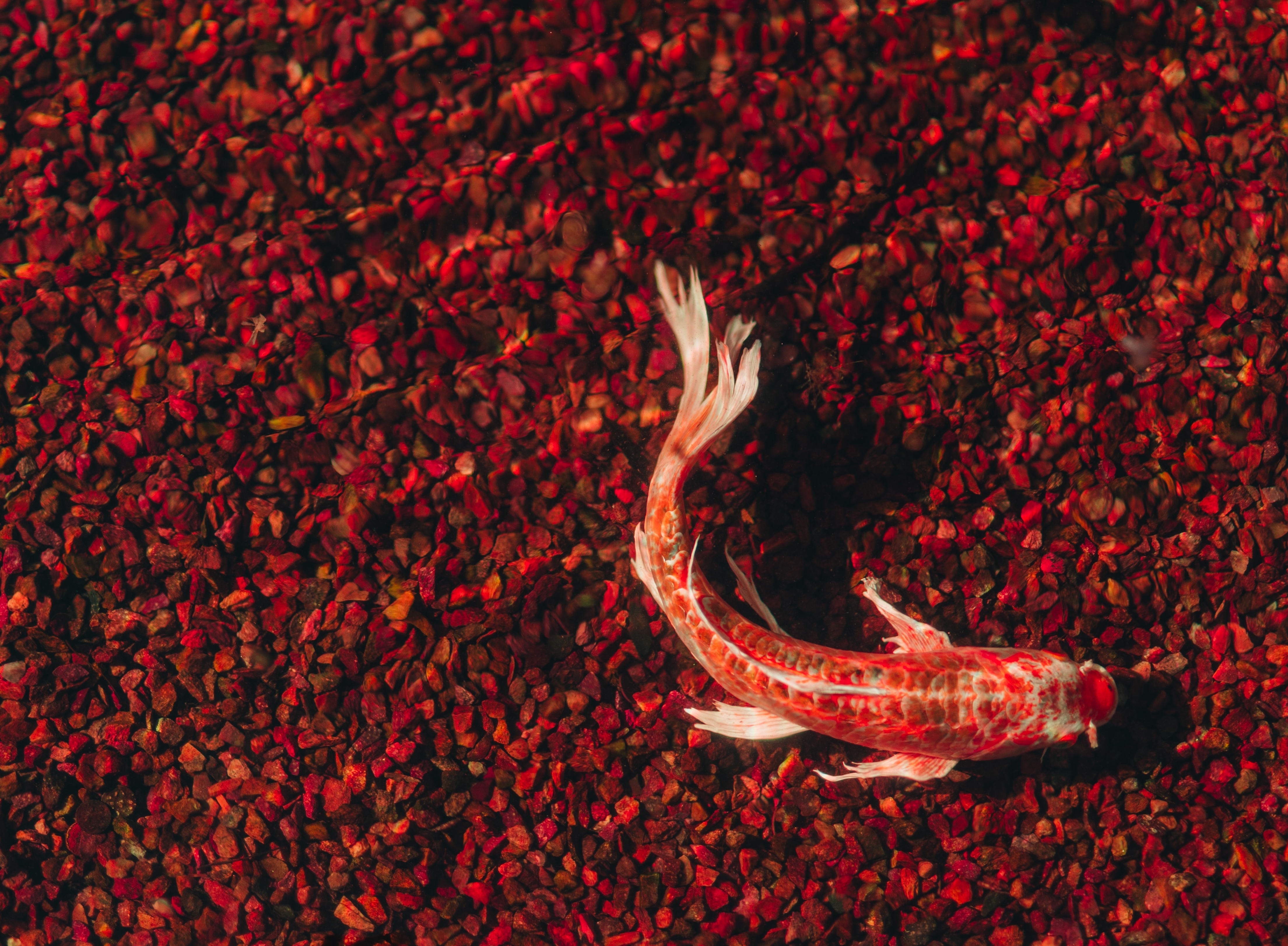 Koi Fish 4K Wallpapers