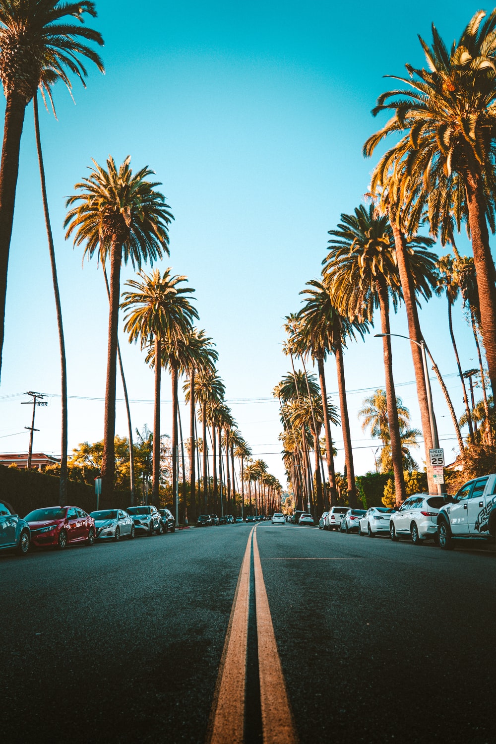 La Palm Trees Wallpapers