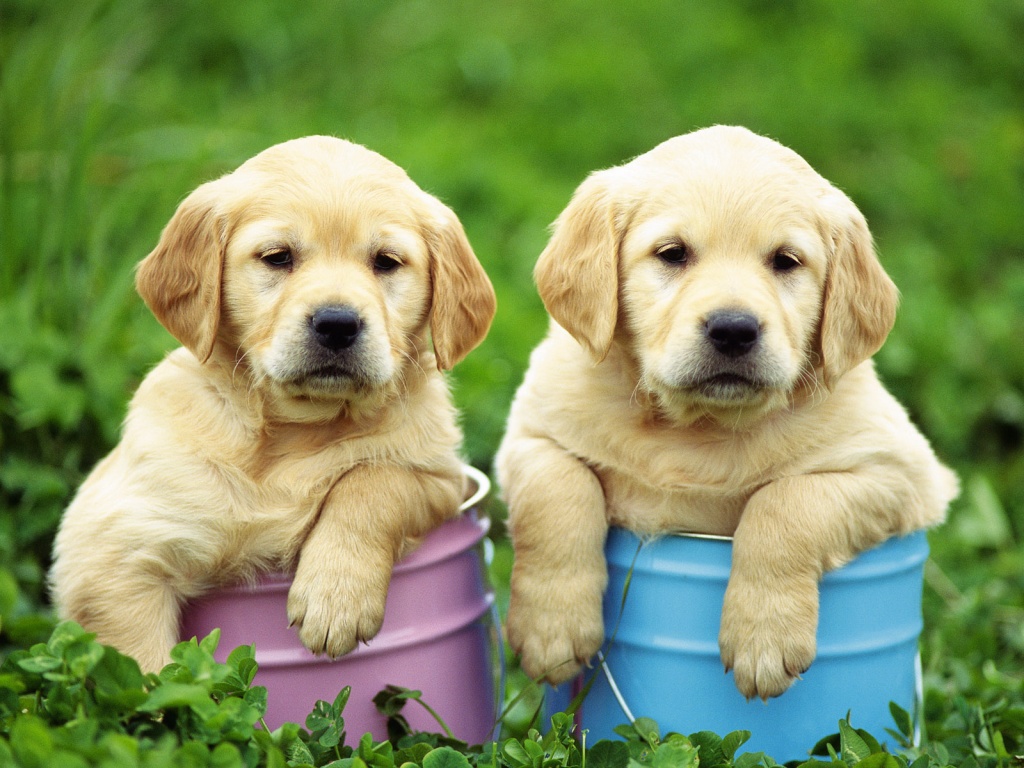 Lab Puppies Wallpapers