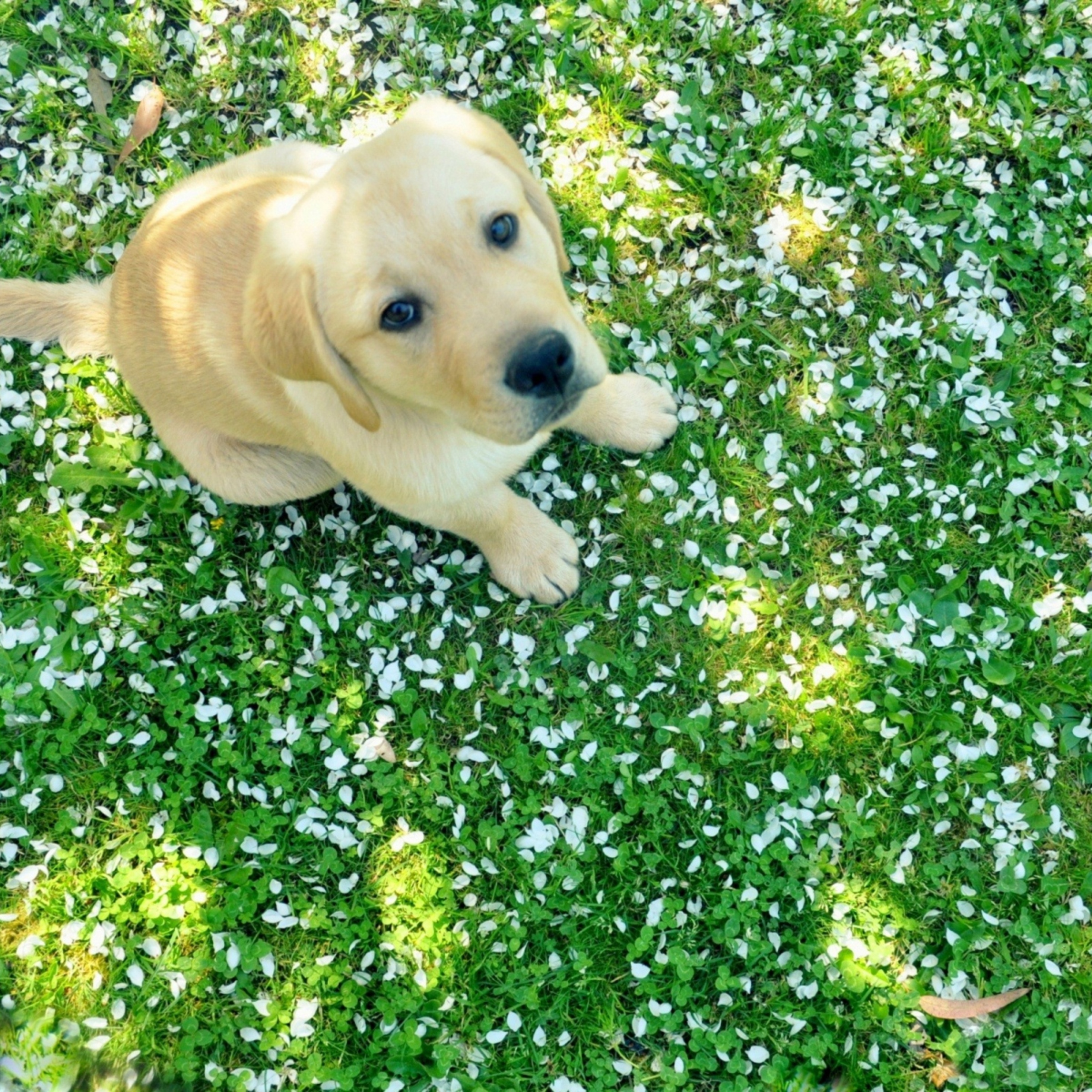 Lab Puppies Wallpapers