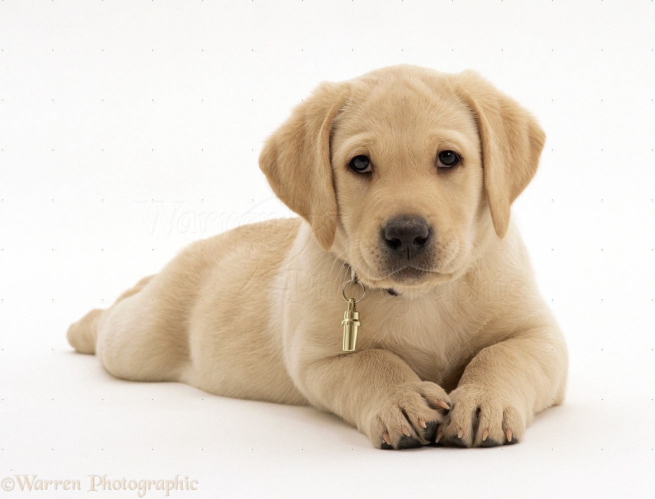 Lab Puppies Wallpapers