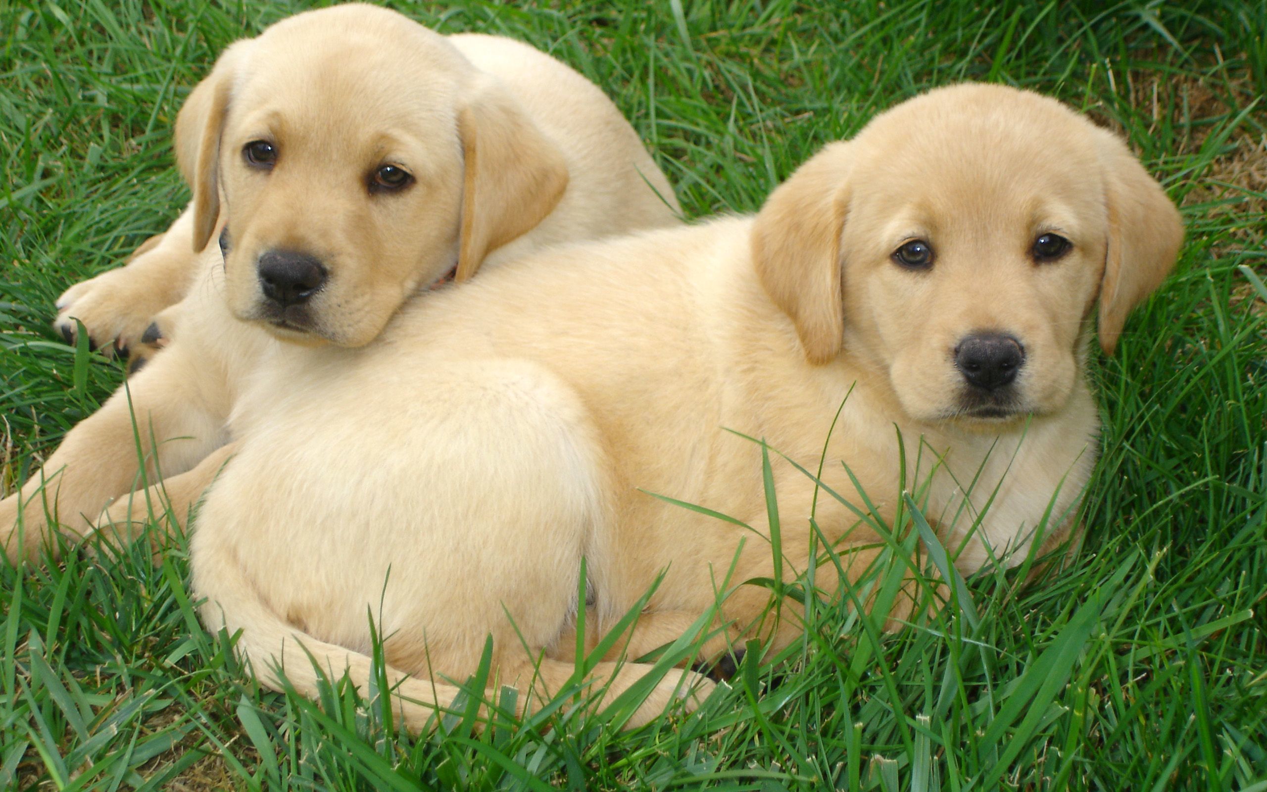 Lab Puppies Wallpapers