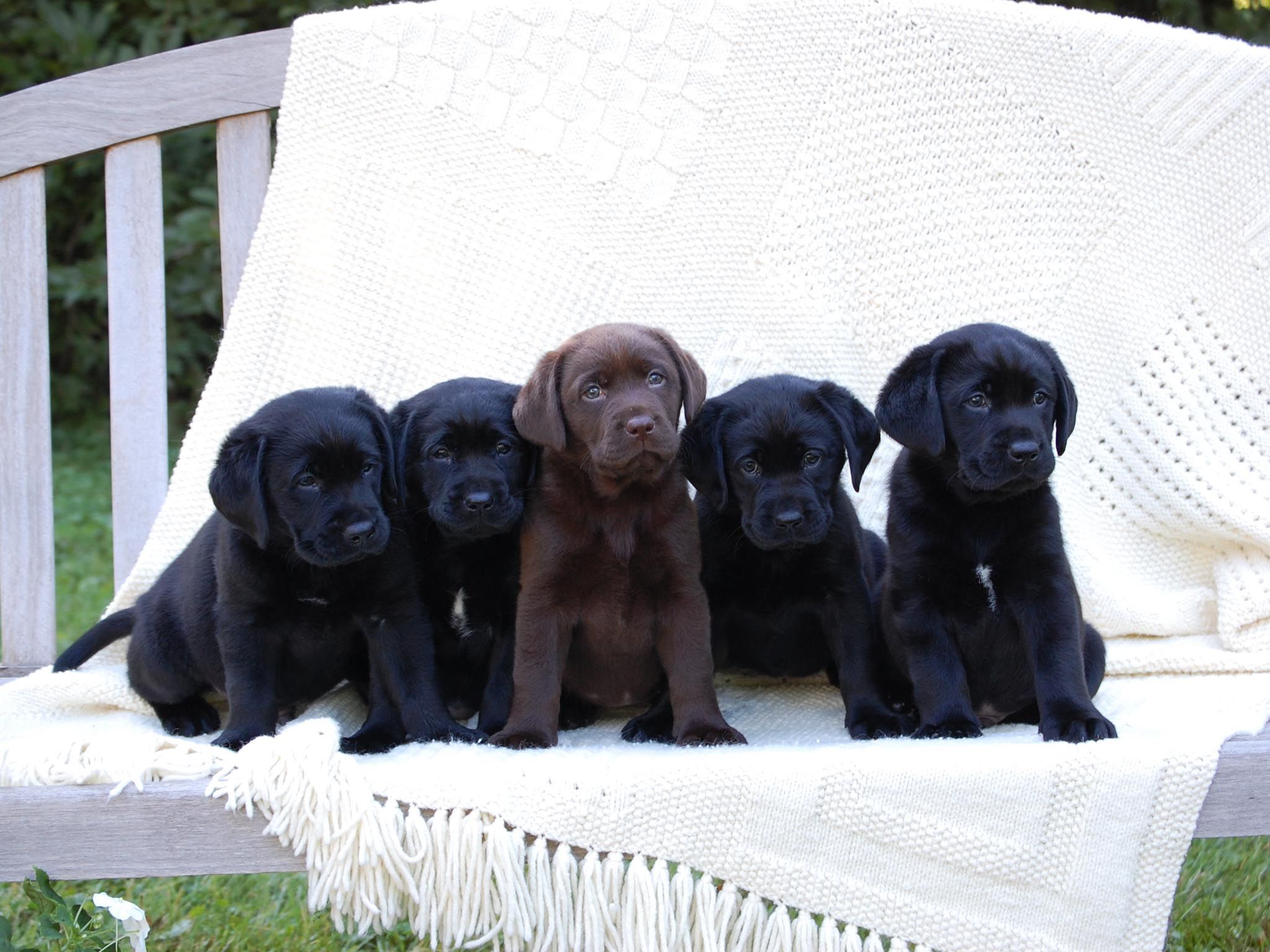 Lab Puppies Wallpapers