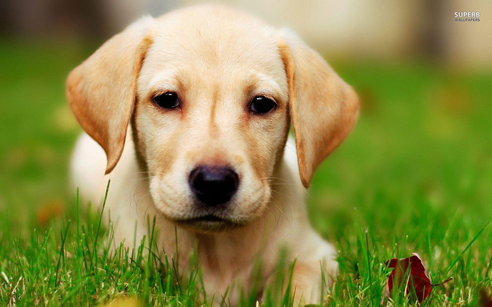 Lab Puppies Wallpapers