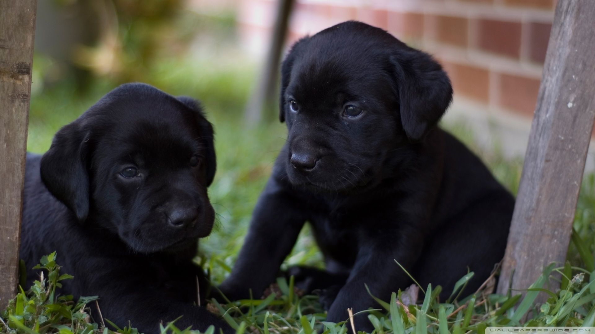 Lab Puppies Wallpapers