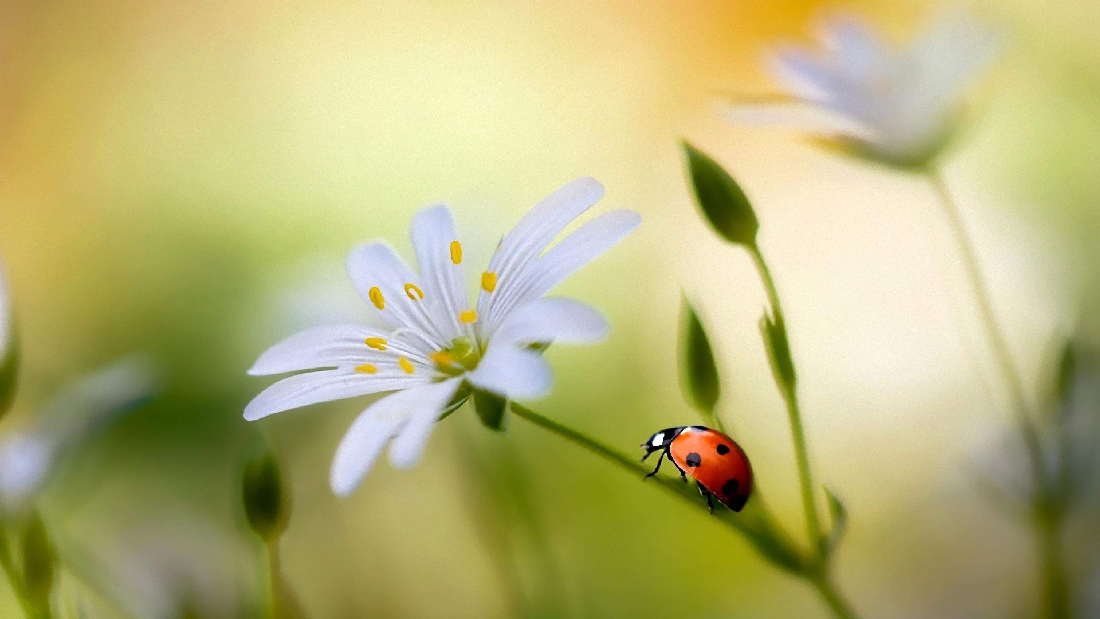 Ladybug Free Wallpapers