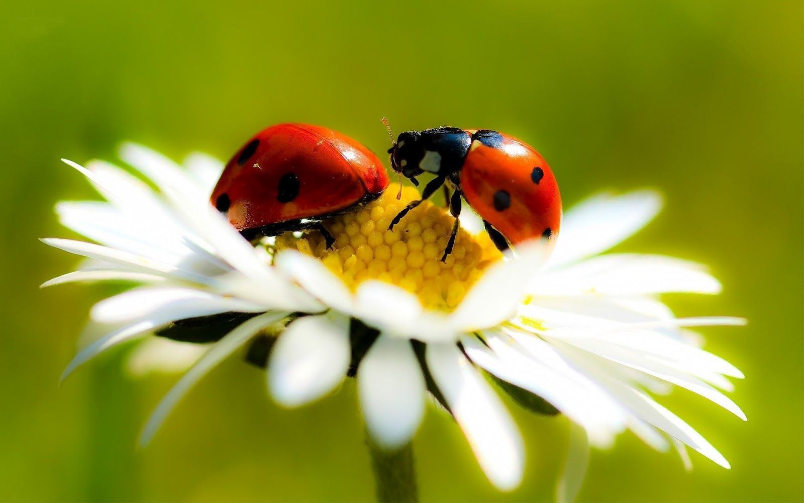 Ladybug Free Wallpapers