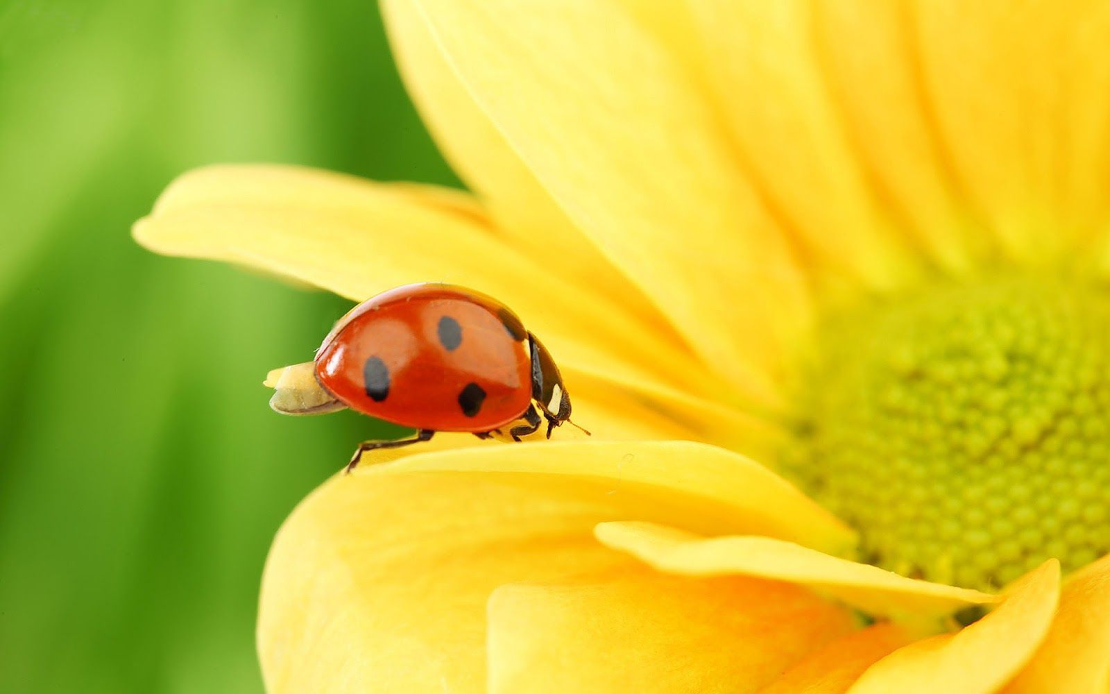 Ladybug Free Wallpapers