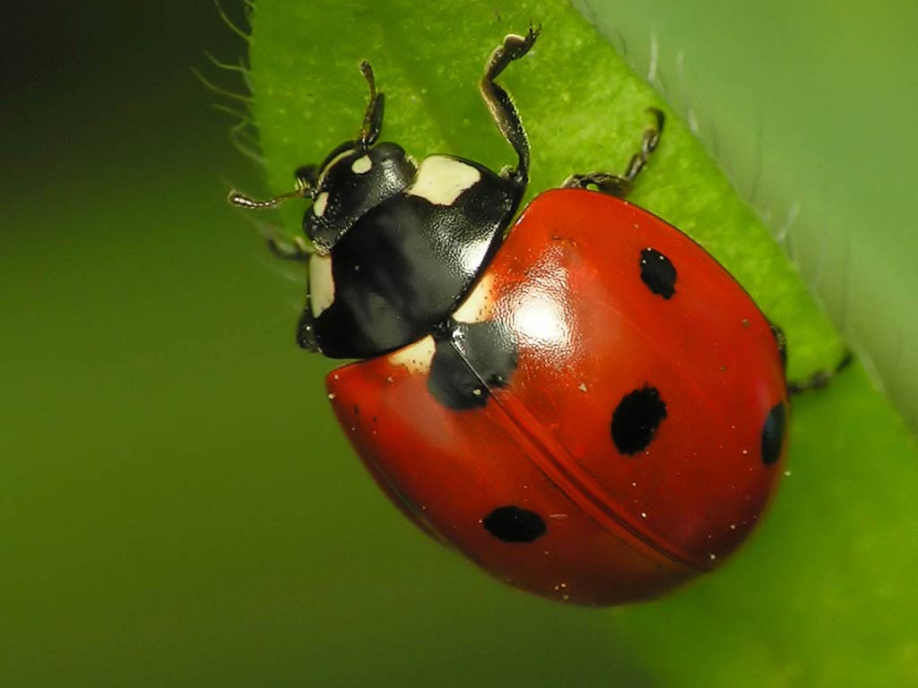 Ladybug Free Wallpapers