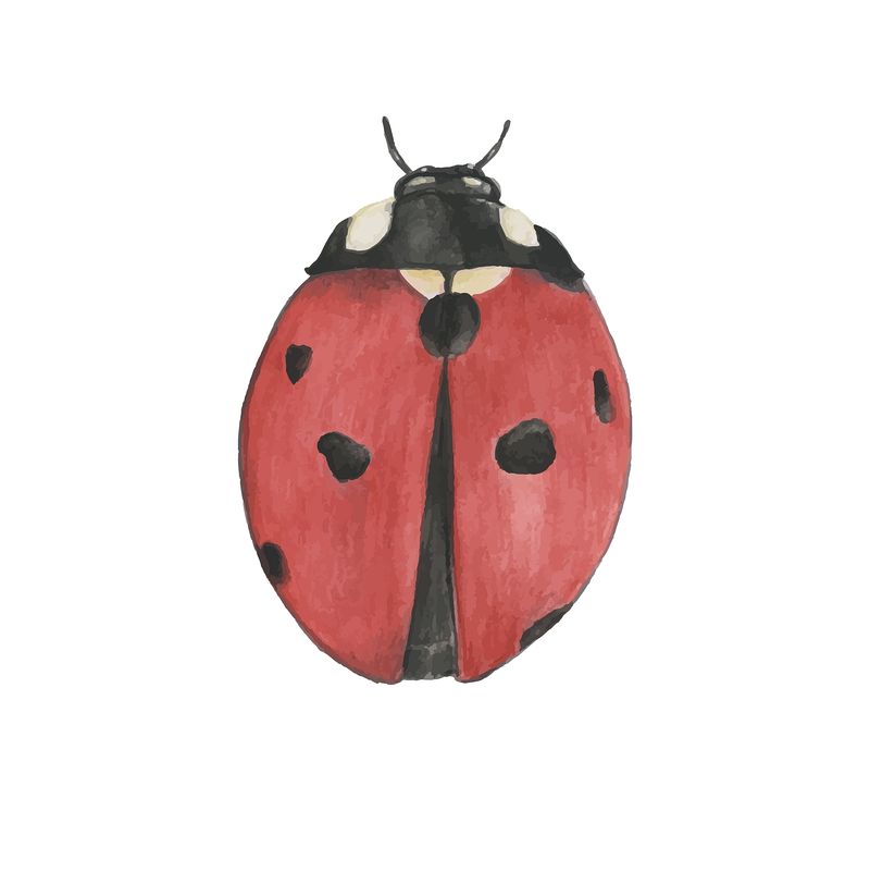 Ladybug Free Wallpapers