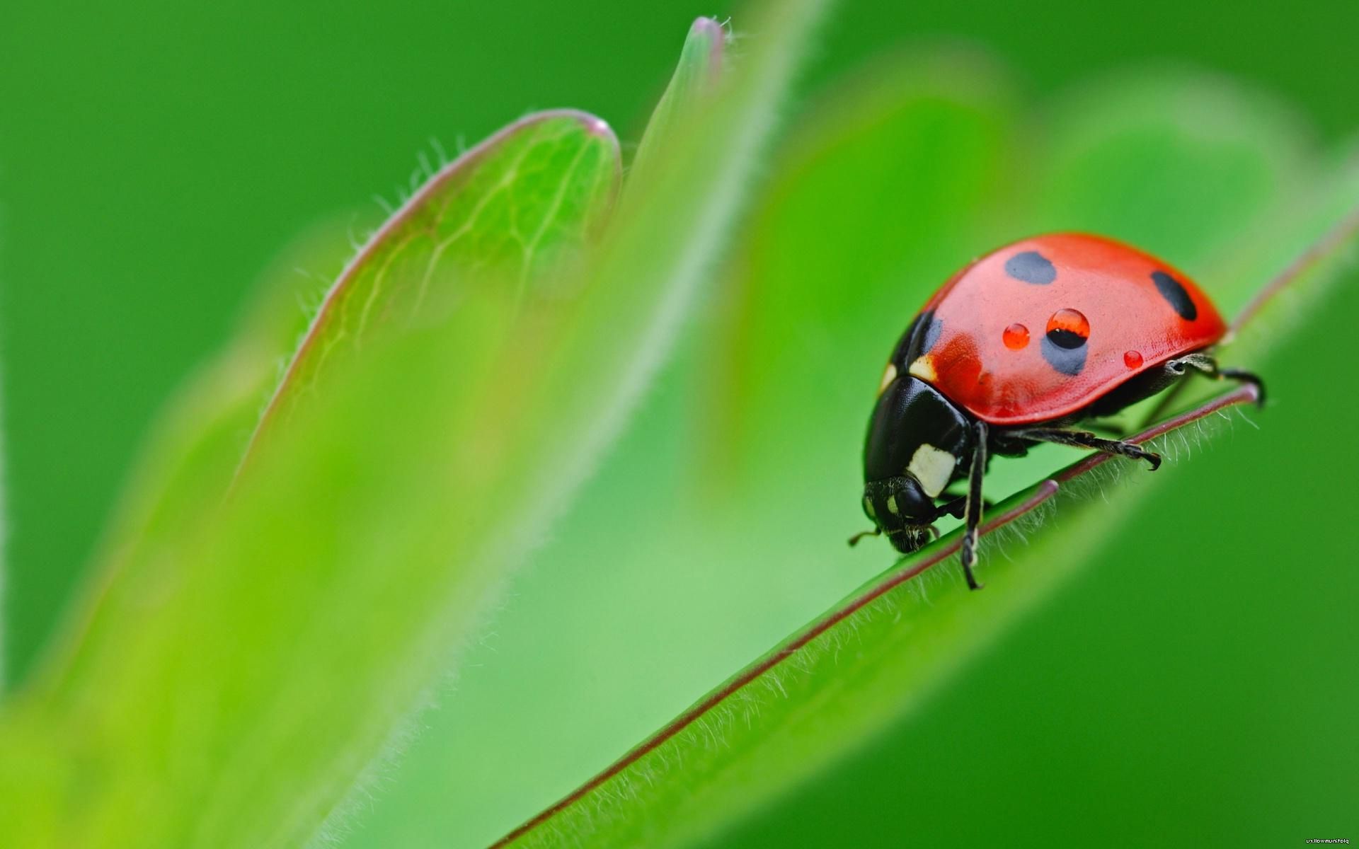 Ladybug Free Wallpapers