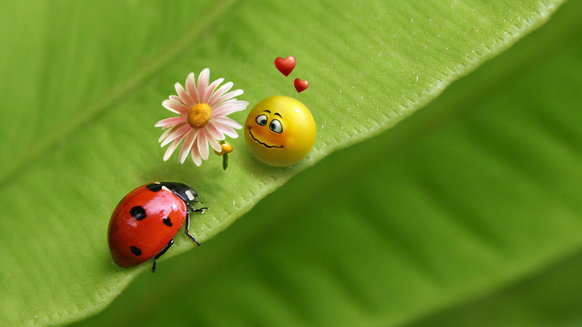 Ladybug Free Wallpapers