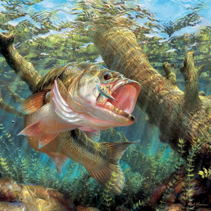 Largemouth Bass Wallpapers