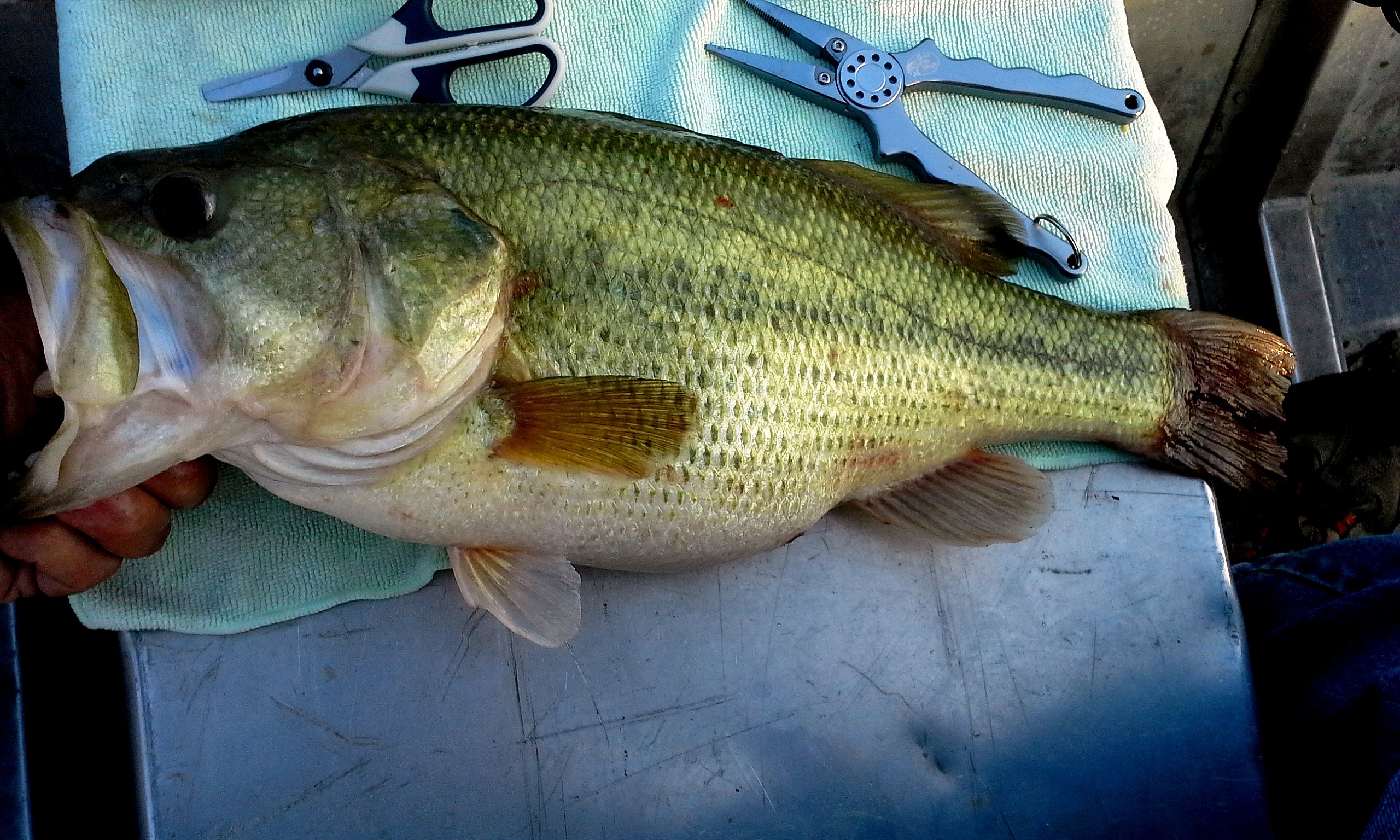 Largemouth Bass Wallpapers