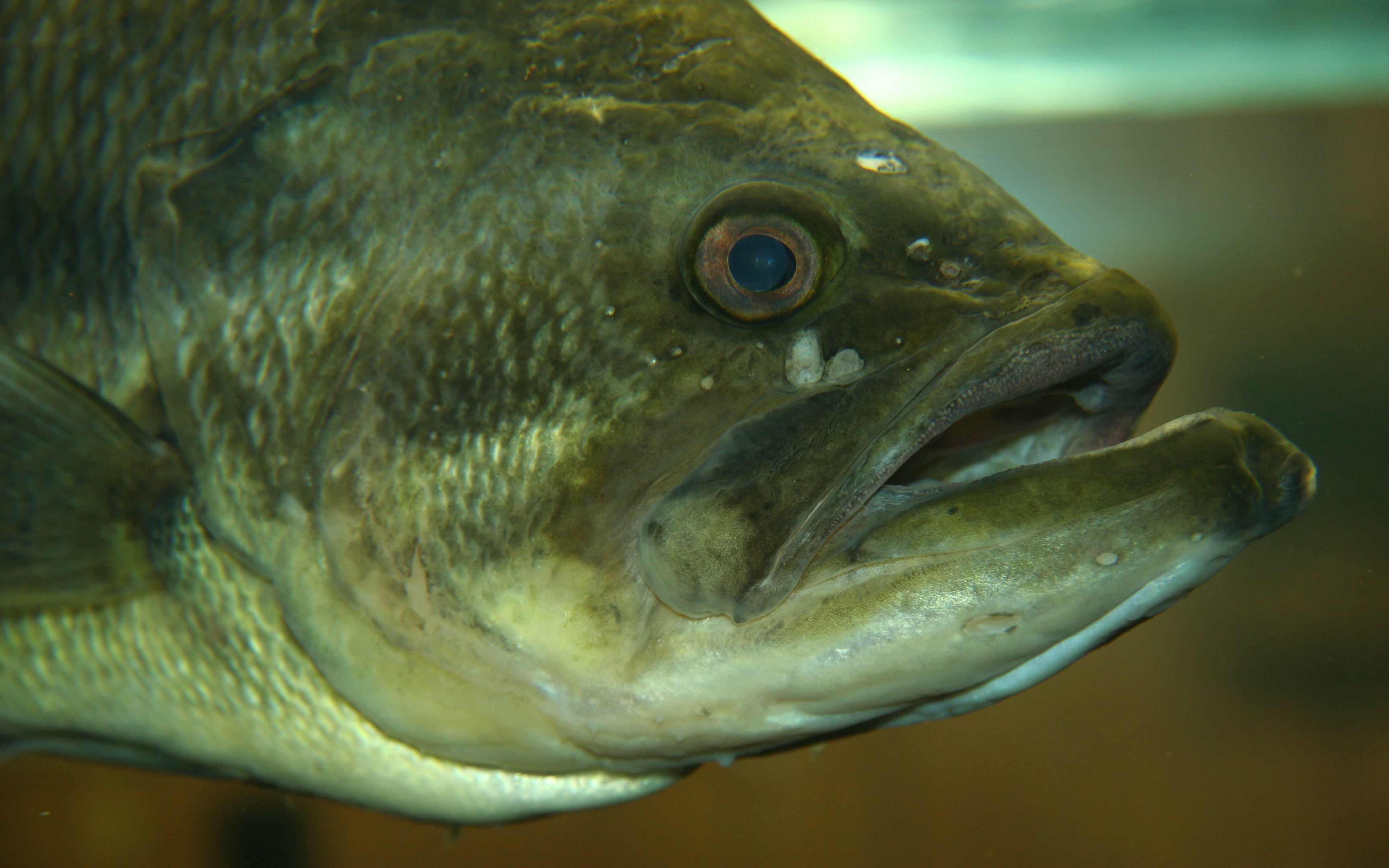 Largemouth Bass Wallpapers