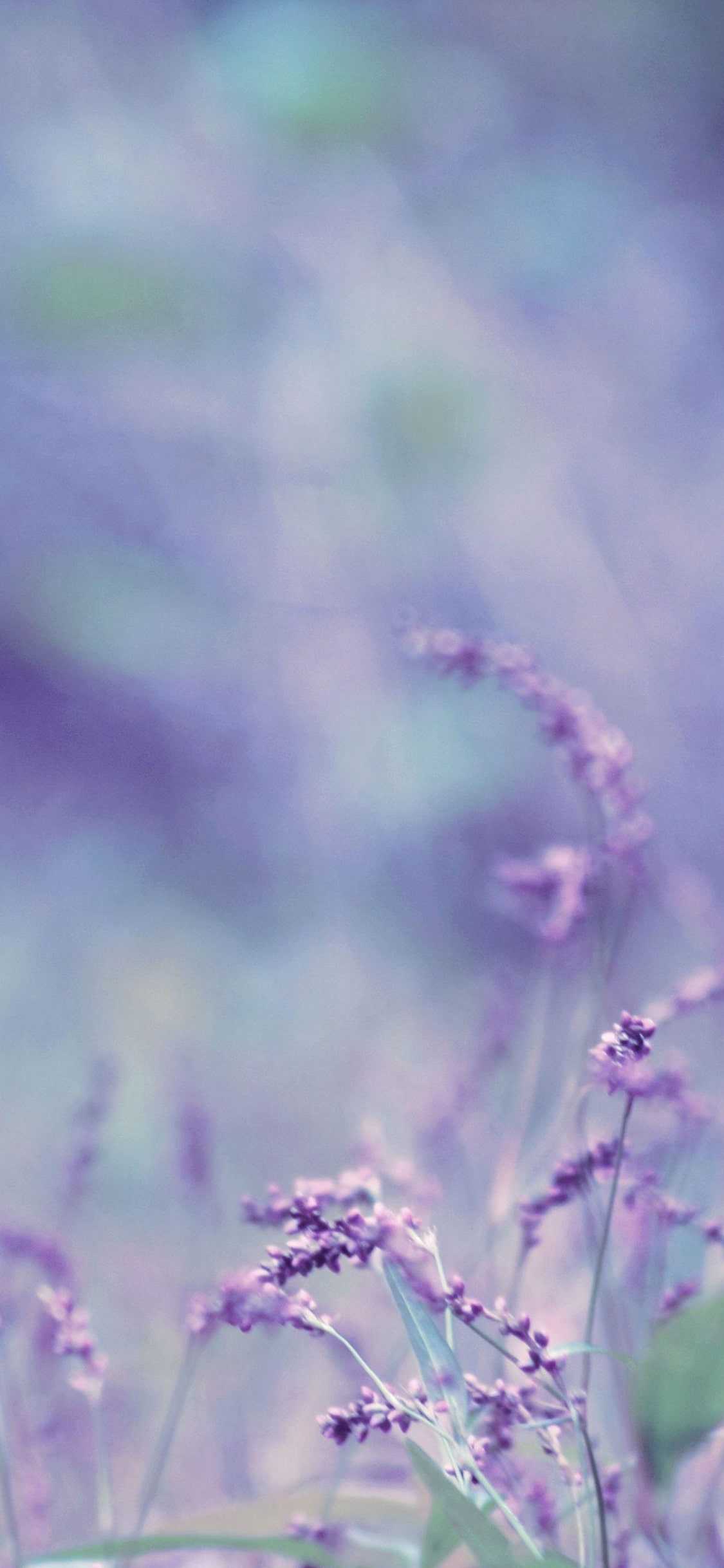 Lavender Colour Wallpapers