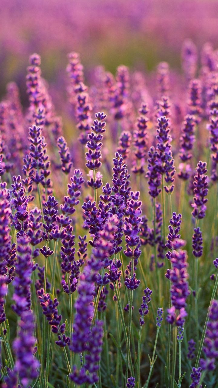 Lavender Flower Wallpapers