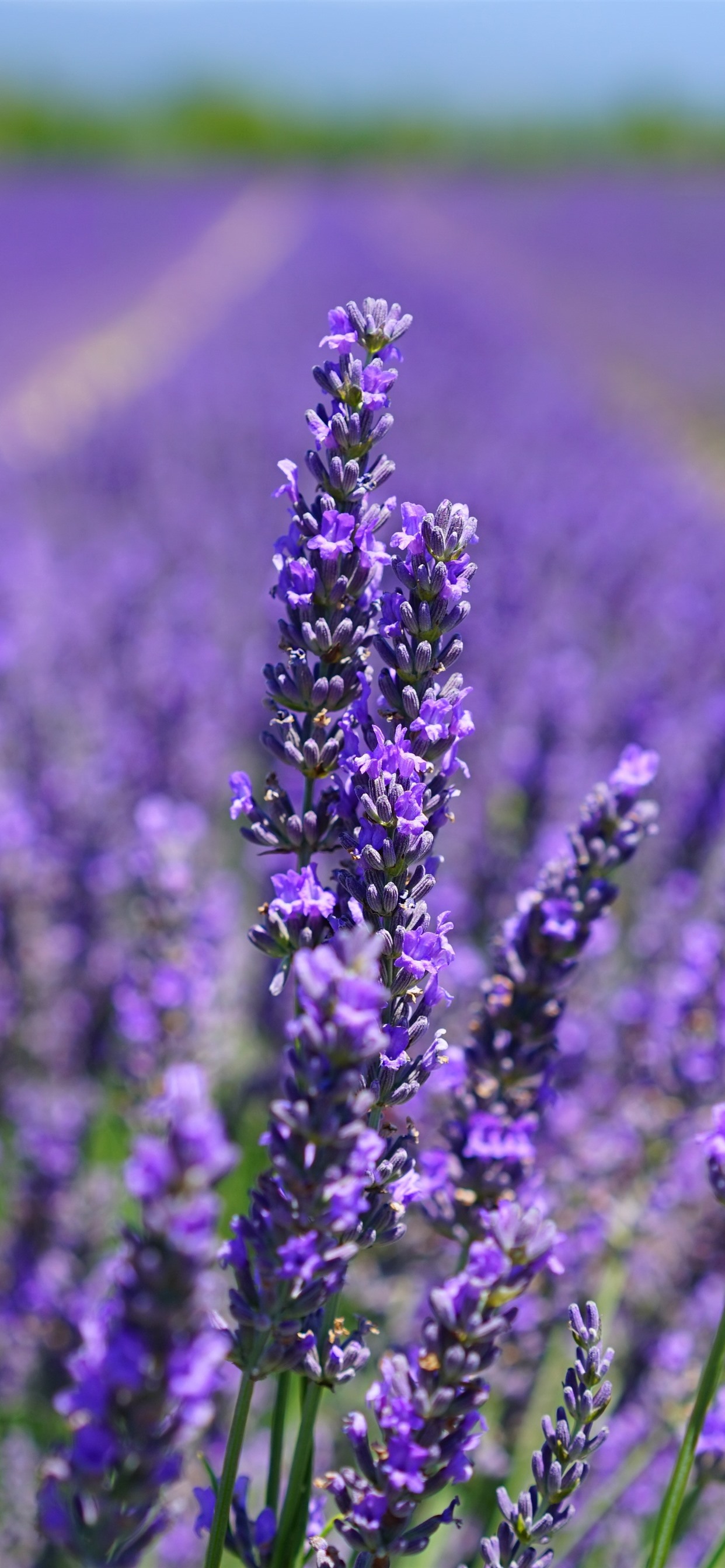 Lavender Flower Wallpapers