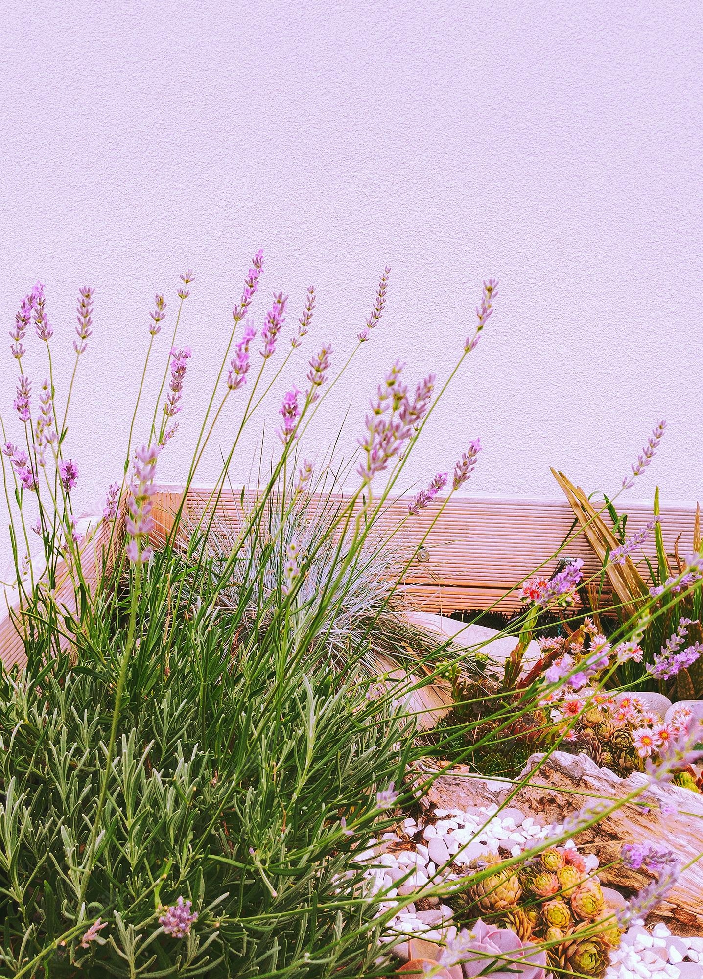 Lavender Aesthetic Wallpapers