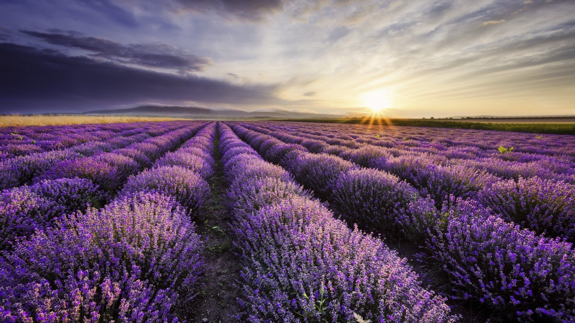 Lavender Desktop Wallpapers